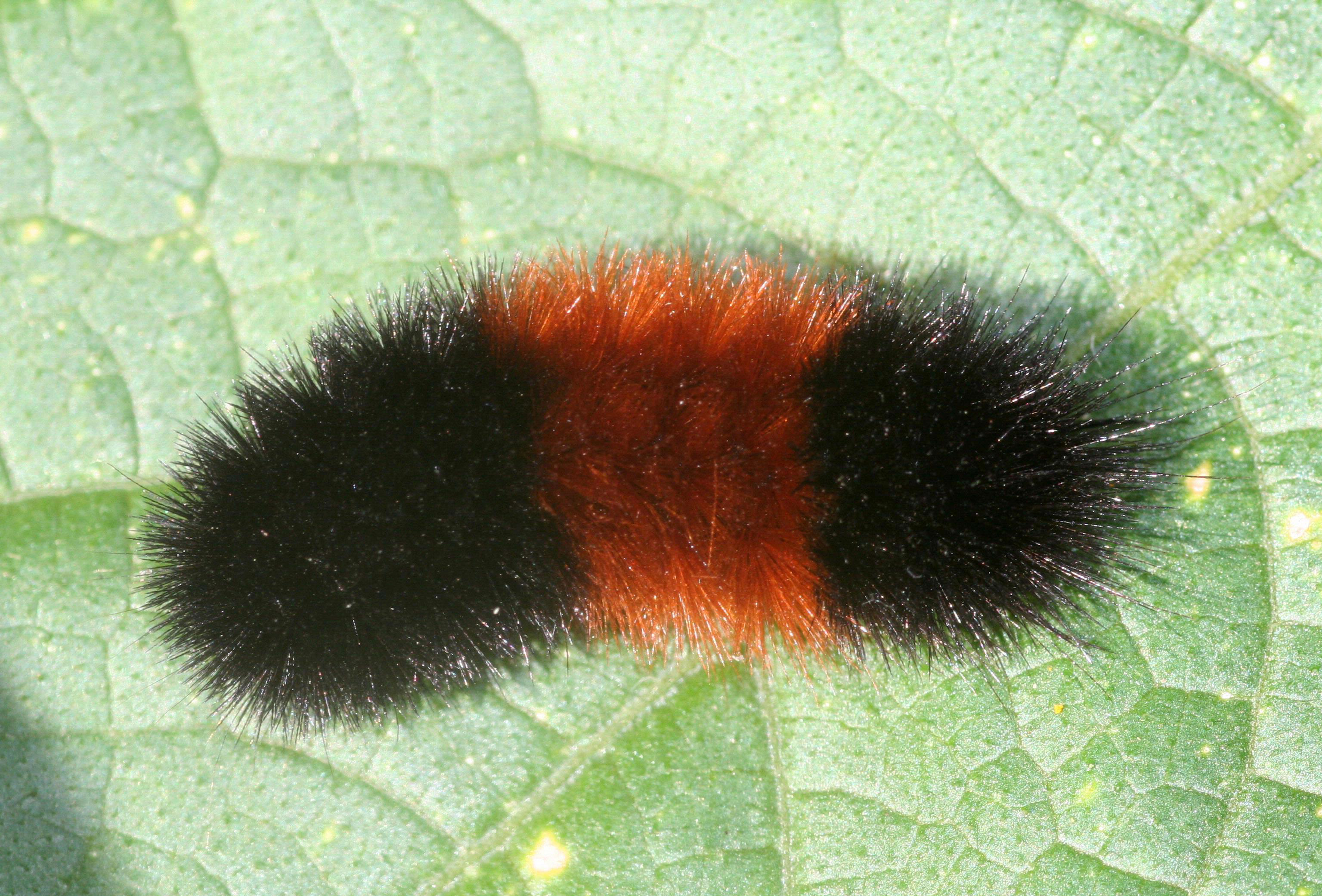 Fuzzy fall visitors: Caterpillars that attract attention and could cause needless concern in Michigan