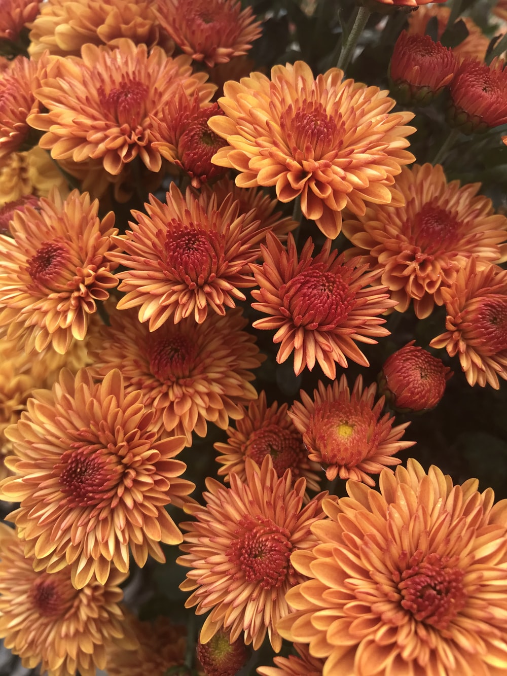 Fall Flowers Picture. Download Free Image
