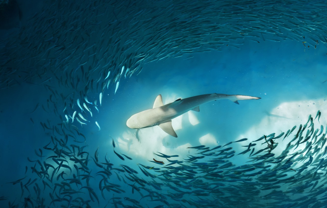 Wallpaper ocean, water, shark, fish image for desktop, section животные