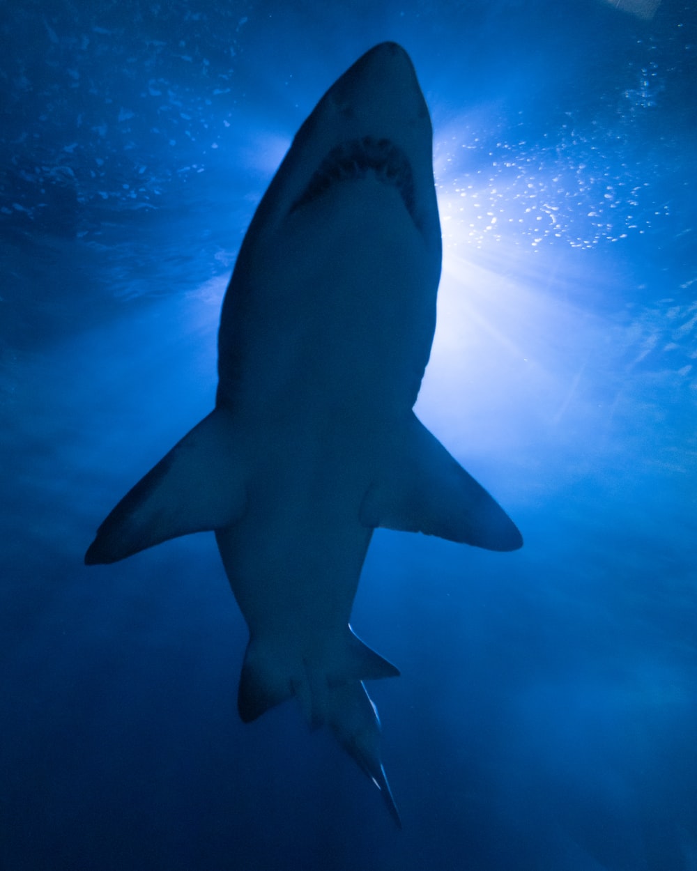 Sharks - Ocean Predator HD Wallpapers - Impressive Nature