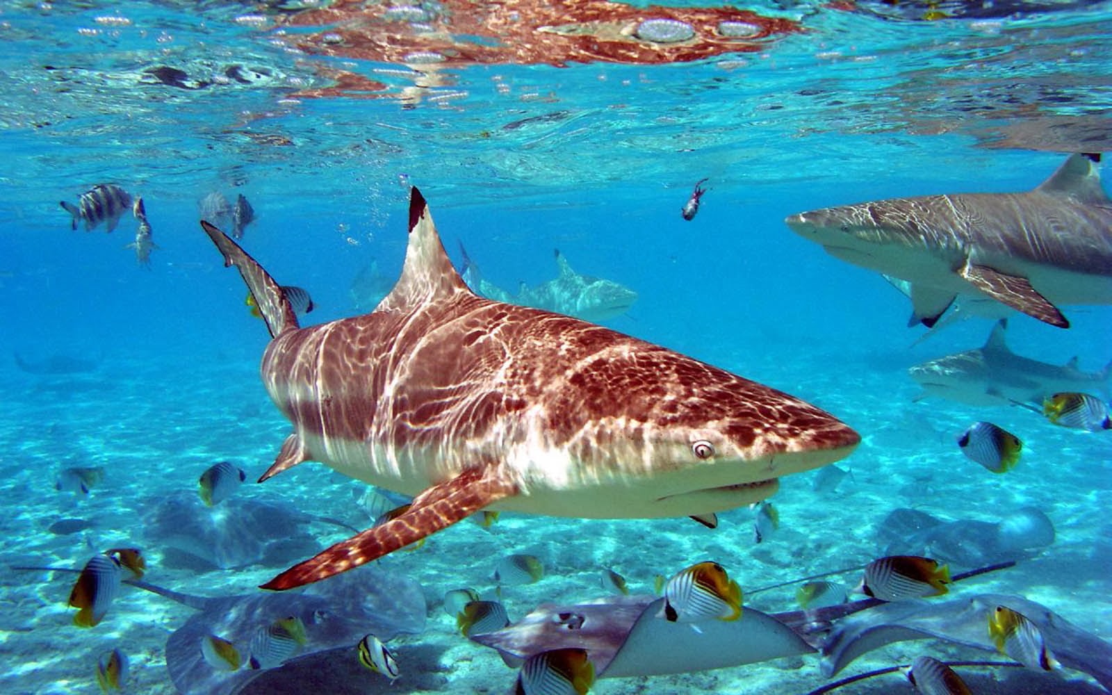beautiful desktop wallpaper 2014: Grey reef sharks and tropical fish wallpaper