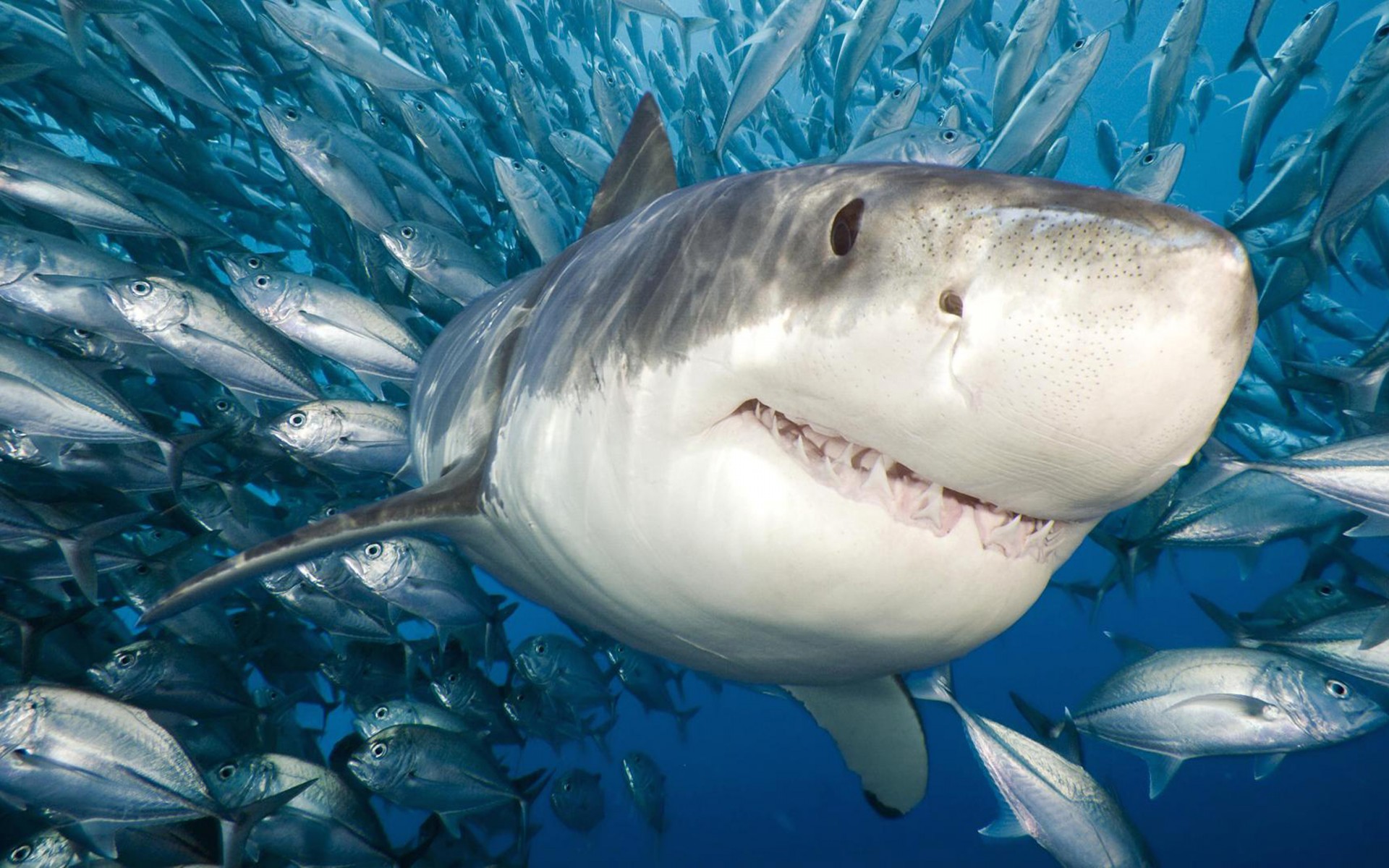 Great White Shark Accompanied By A Flock Of Fish Wallpaper Widescreen HD, Wallpaper13.com