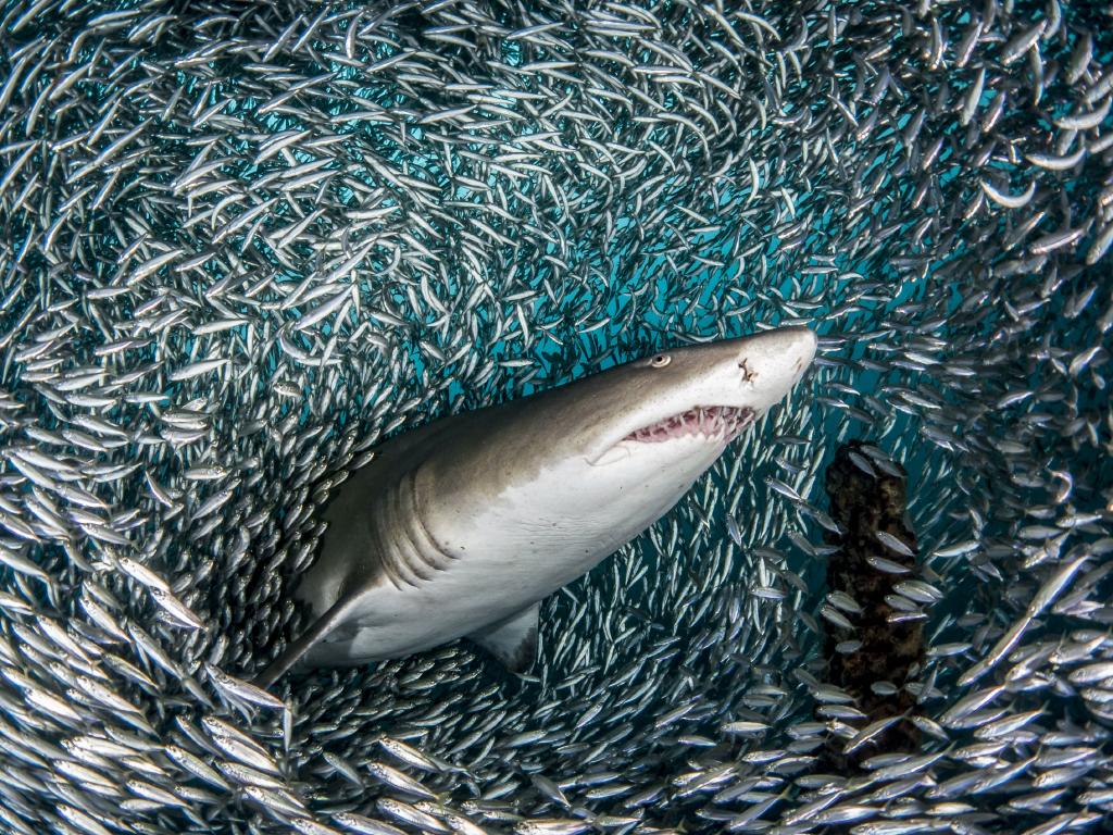 School Of Fish And Shark