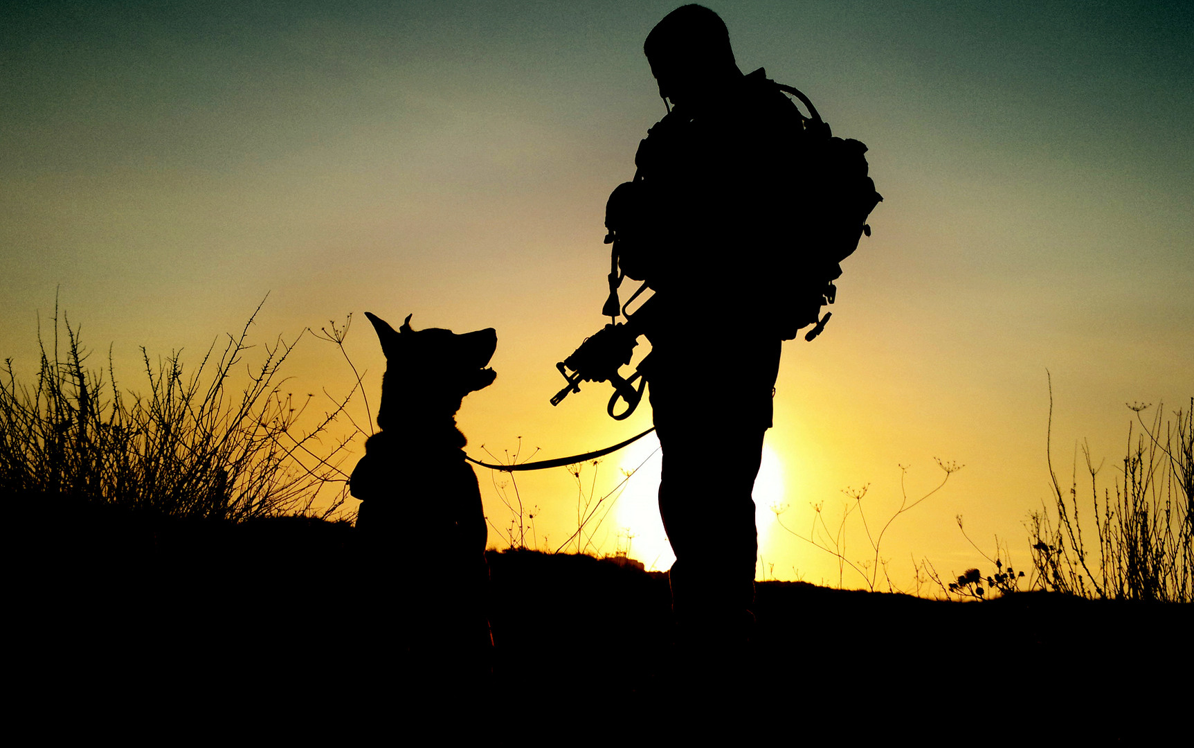 Small Business And Startups Cultivate Trust And Nurture K9 Warriors HD Wallpaper