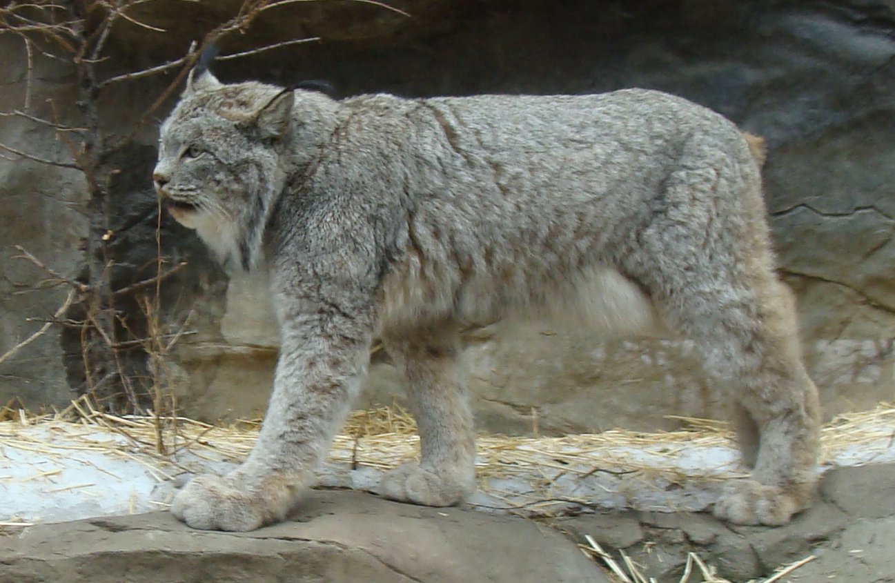 Canadian Lynx Wallpaper