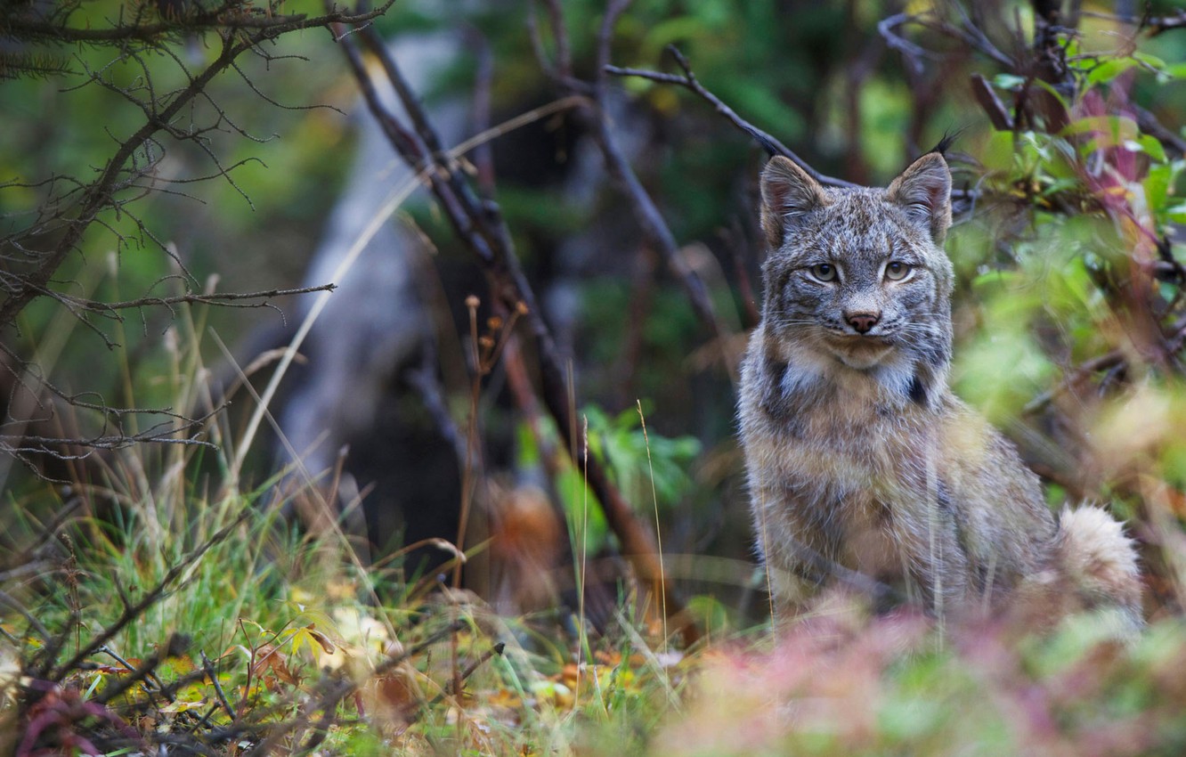 Wallpaper cat, Alaska, USA, Denali, canadian lynx image for desktop, section кошки