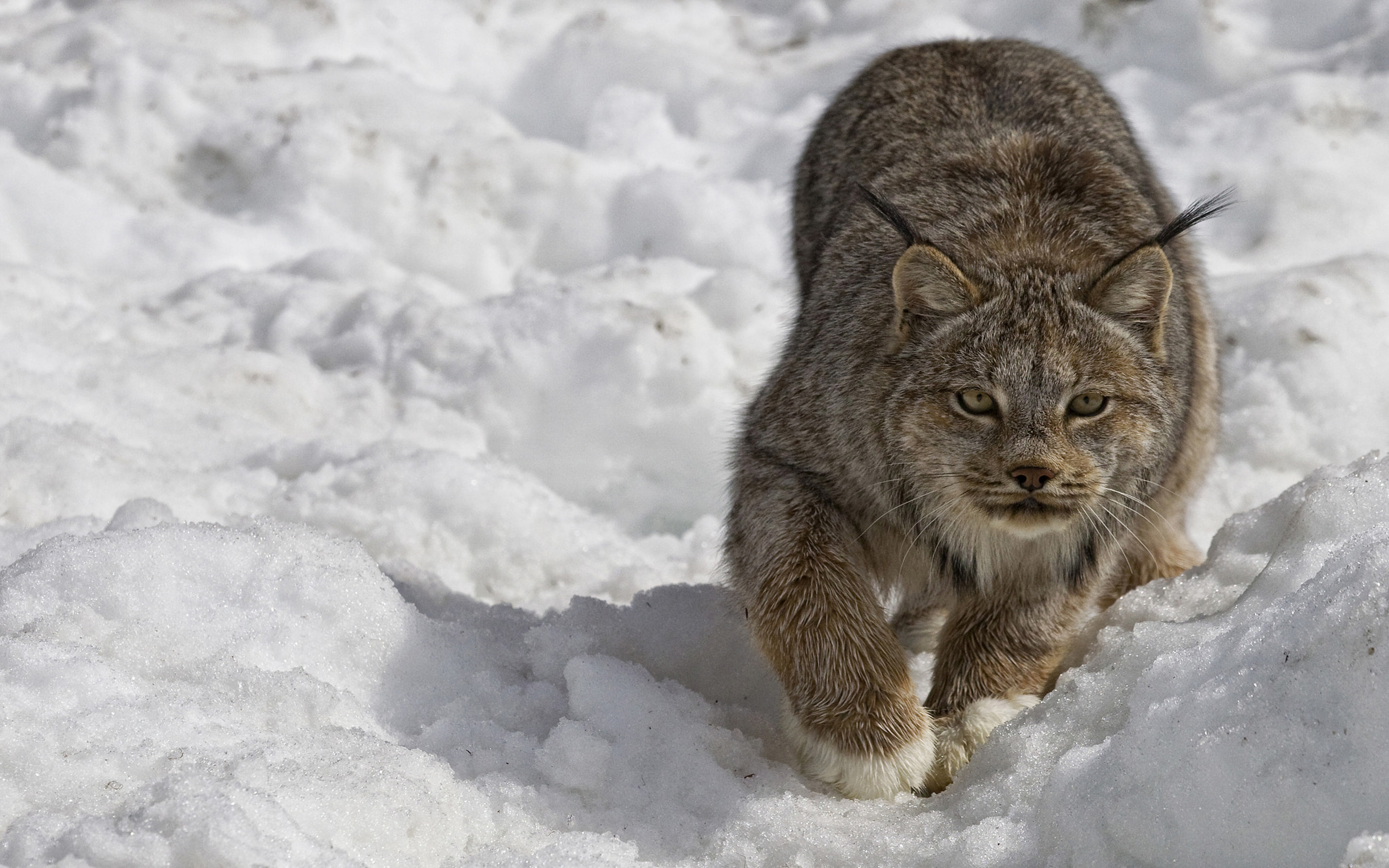 Lynx In Watson Lake Yukon Canada Animal 4k Ultra HD Desktop Wallpaper For Computers Laptop Tablet And Mobile Phones 3840х2400, Wallpaper13.com