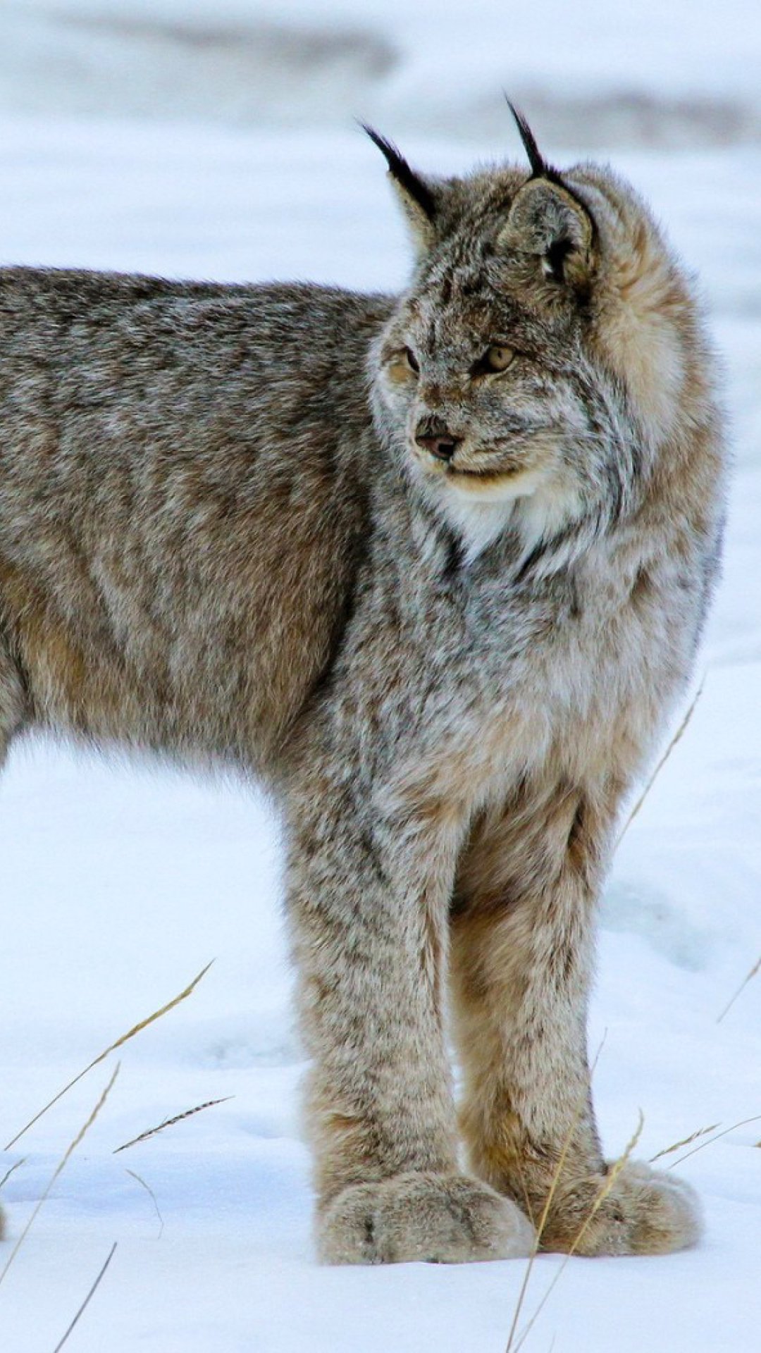 Canada Lynx Wallpaper for iPhone 6 Plus