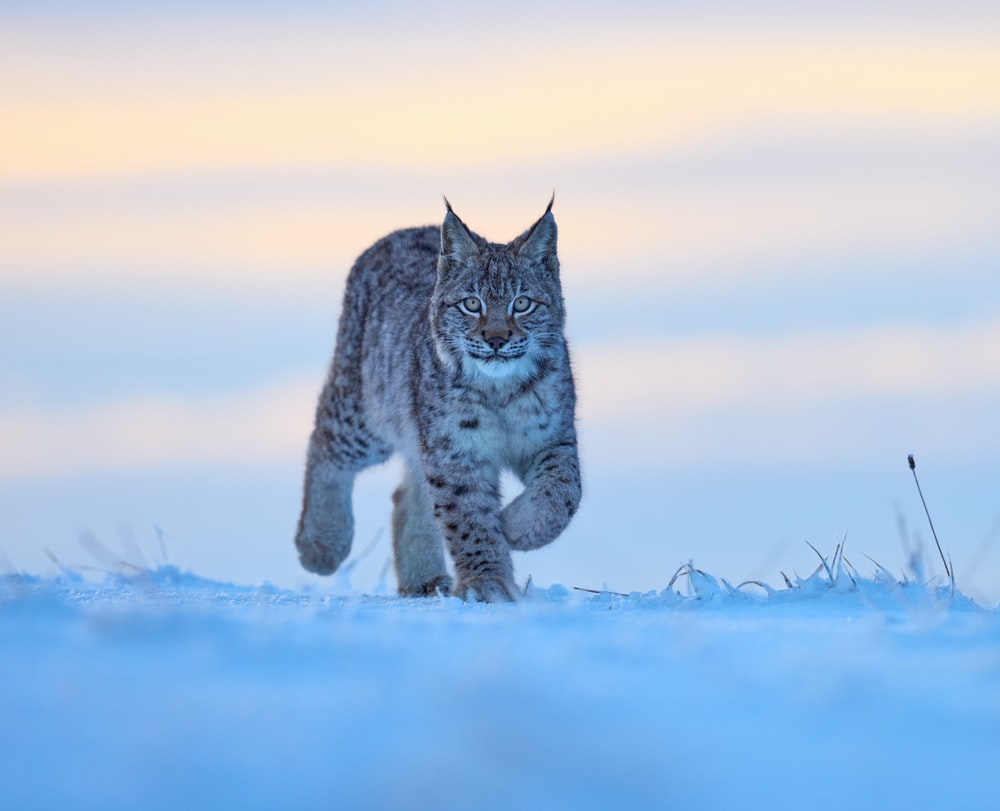 Lynx Picture [HD]. Download Free Image