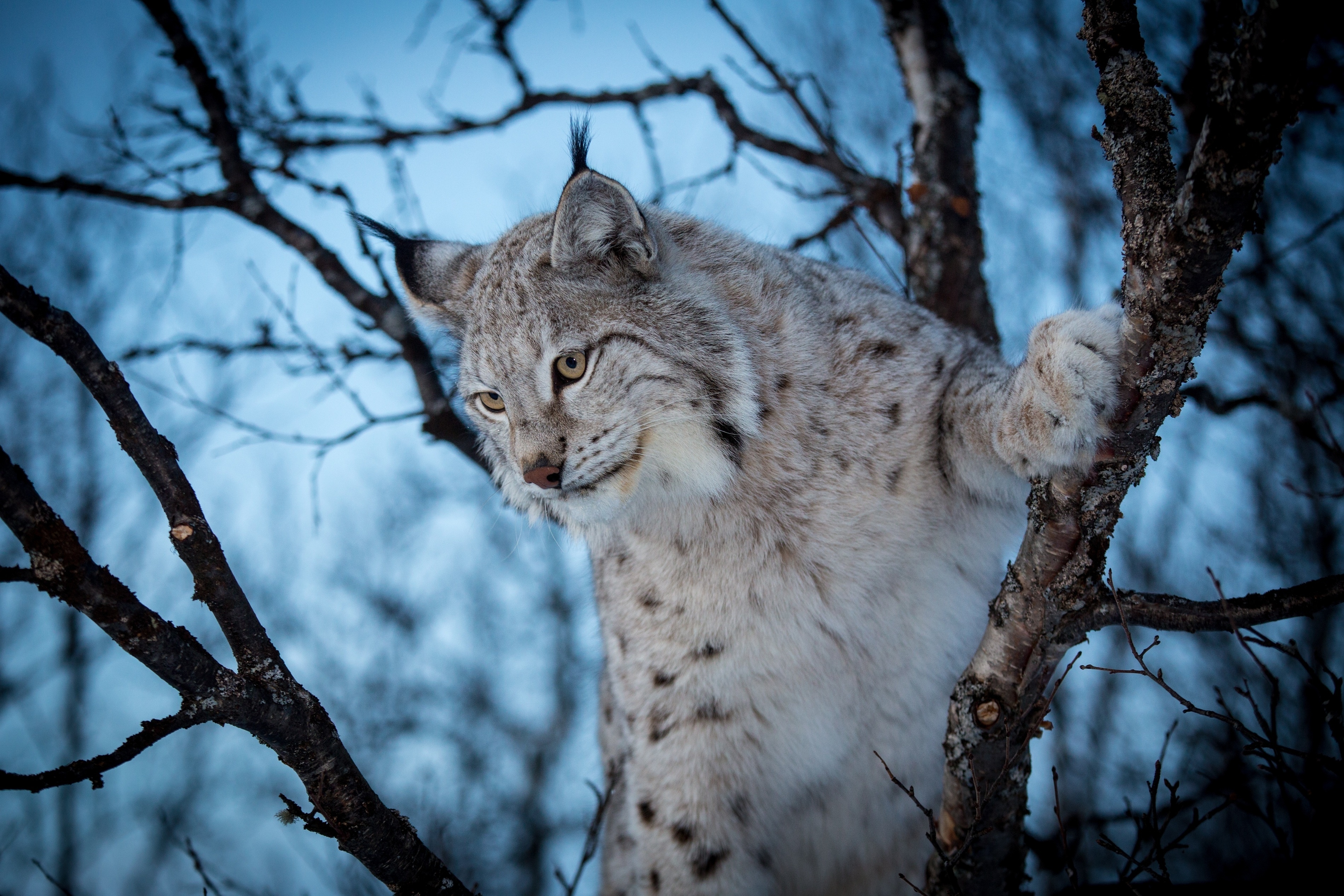 Lynx Wildcat D Wallpapers.