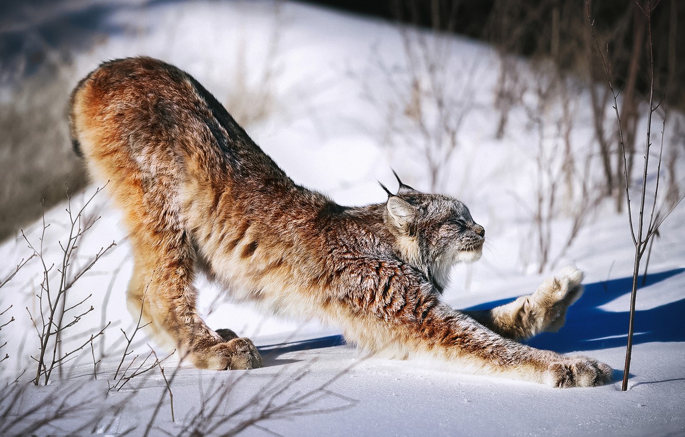 Wallpaper cat, snow, morning, charging, Lynx, Lynx, Canadian lynx image for desktop, section кошки