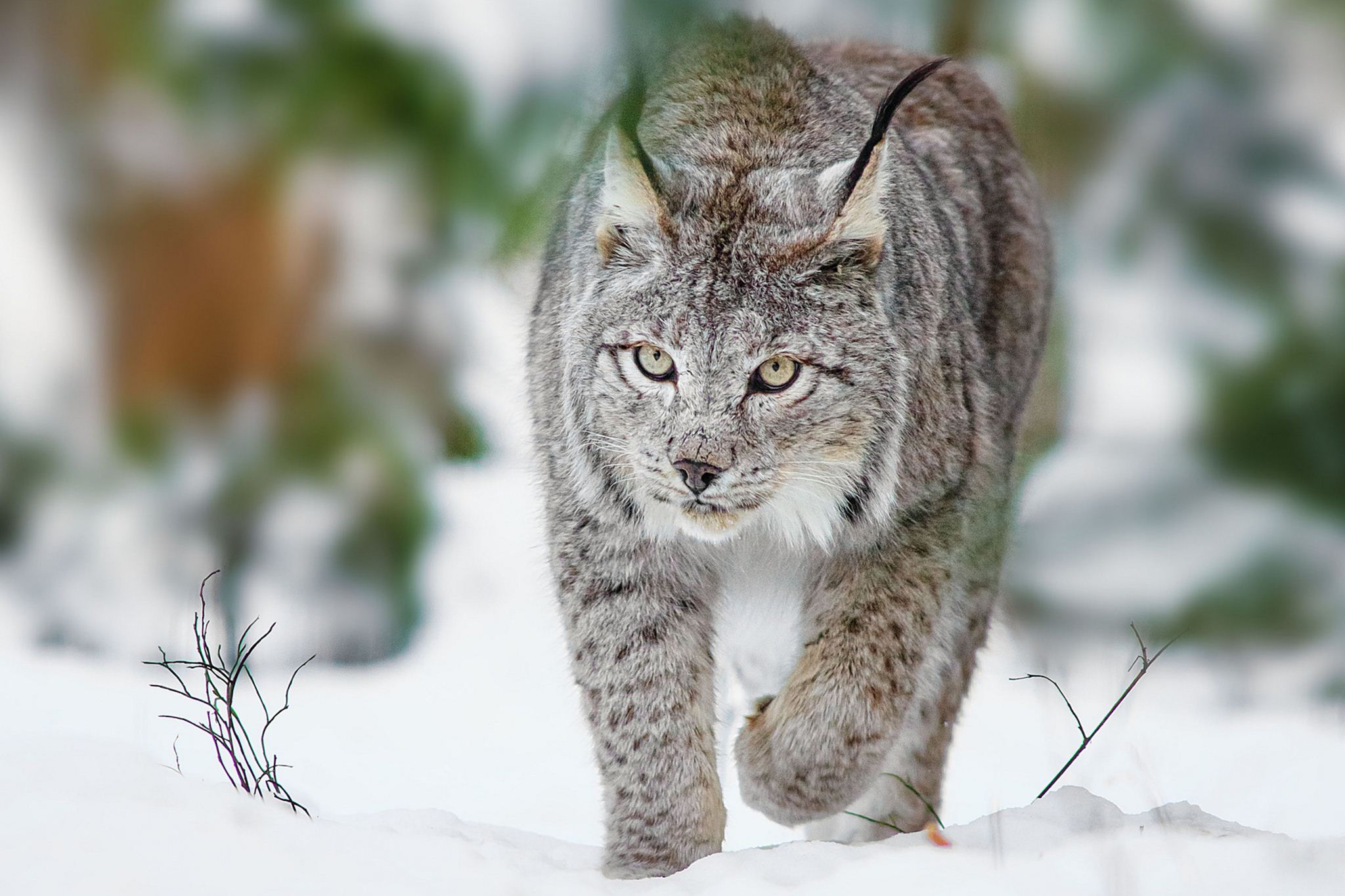 Free download Lynx Wallpaper Image Group 39 [2048x1365] for your Desktop, Mobile & Tablet. Explore Canadian Lynx Wallpaper. Canadian Lynx Wallpaper, Lynx Wallpaper, Canadian Wallpaper
