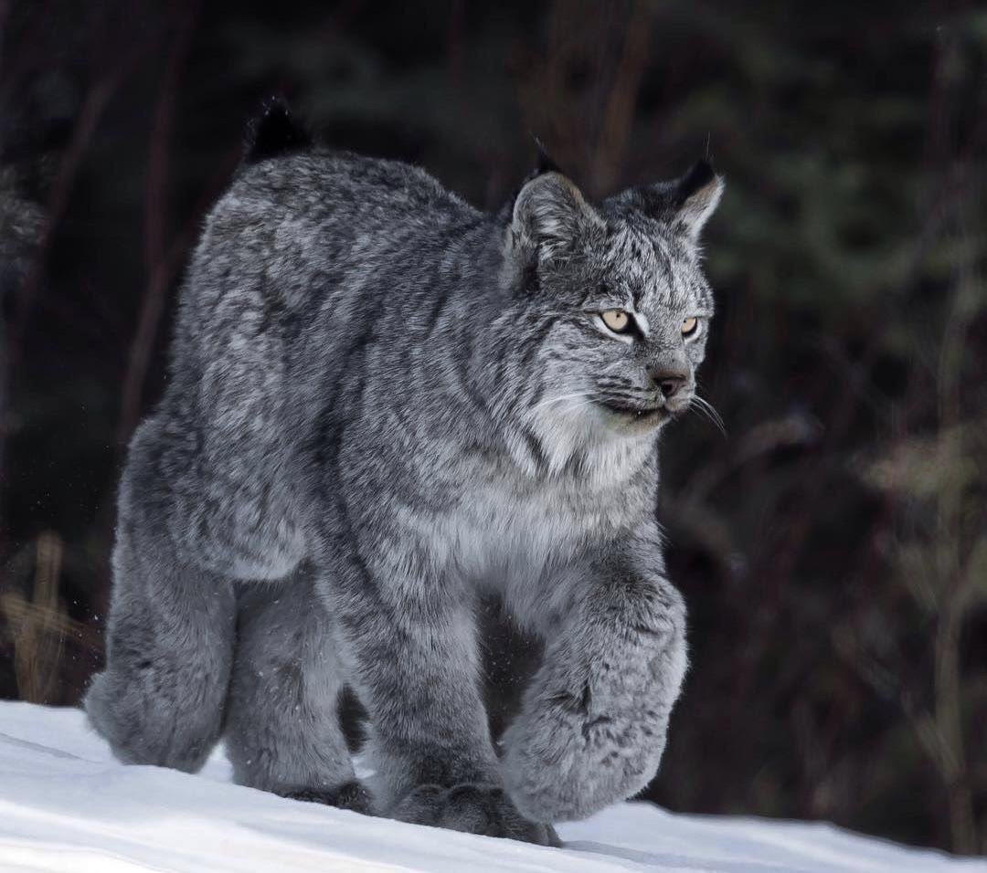 The enormous paws of the Canada Lynx.: pics