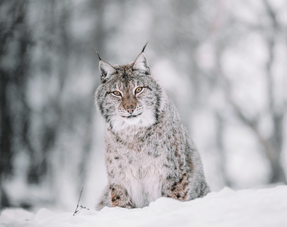 Lynx Picture [HD]. Download Free Image