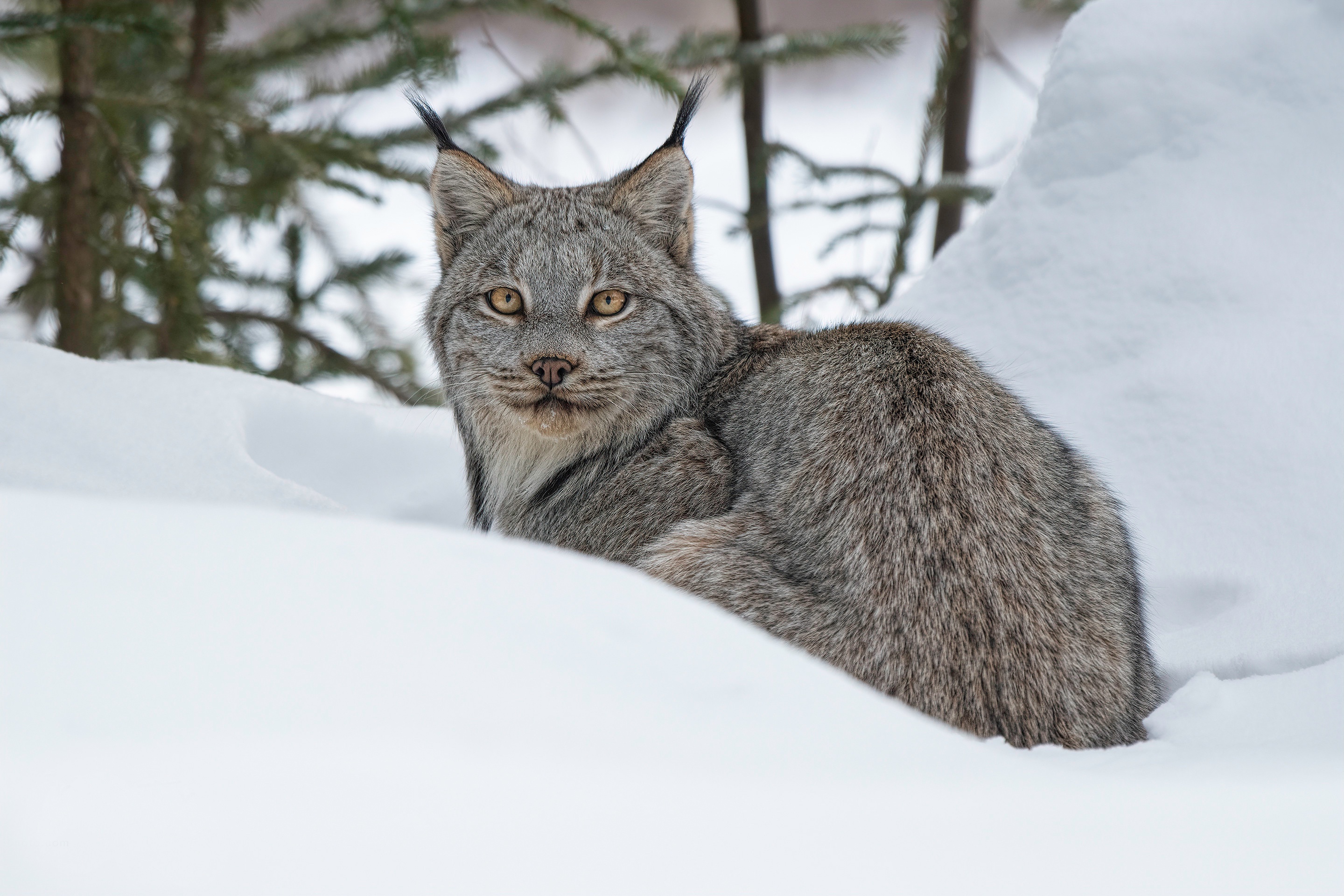 Lynx Curled in the Snow HD Wallpaper