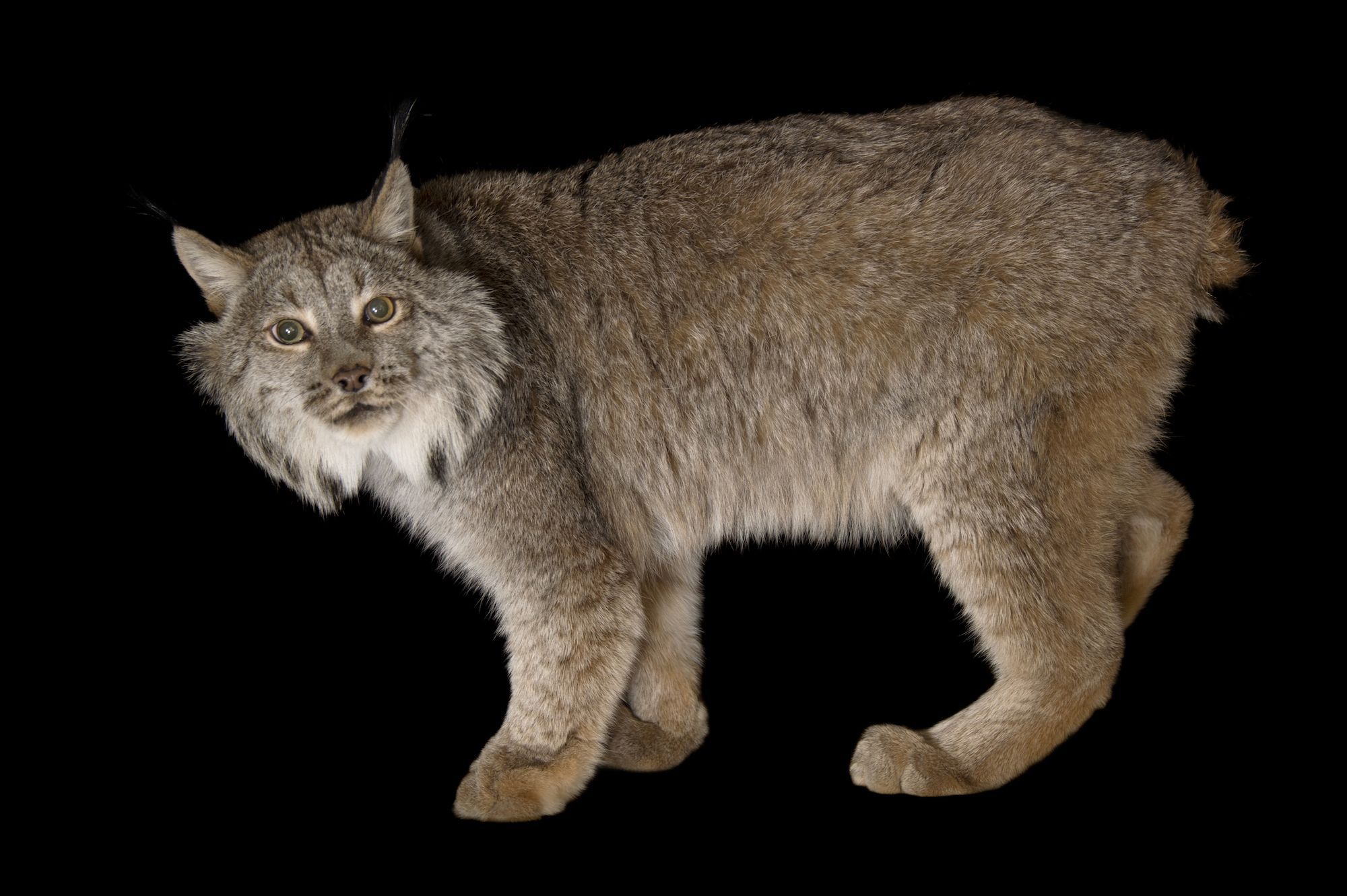 Photo Ark: Canada Lynx. National Geographic Society