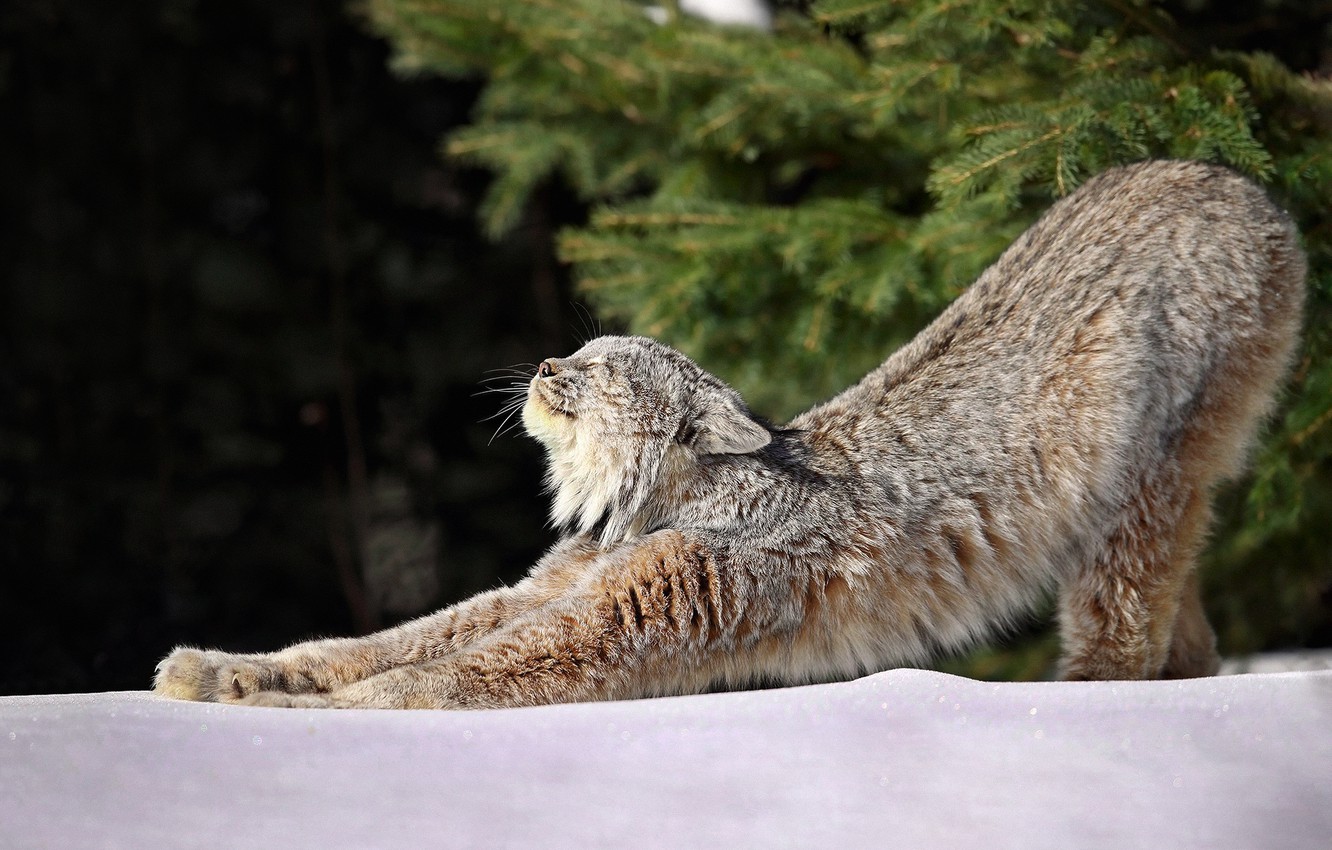 Wallpaper winter, forest, light, snow, morning, charging, Lynx, Lynx, Canadian lynx image for desktop, section кошки