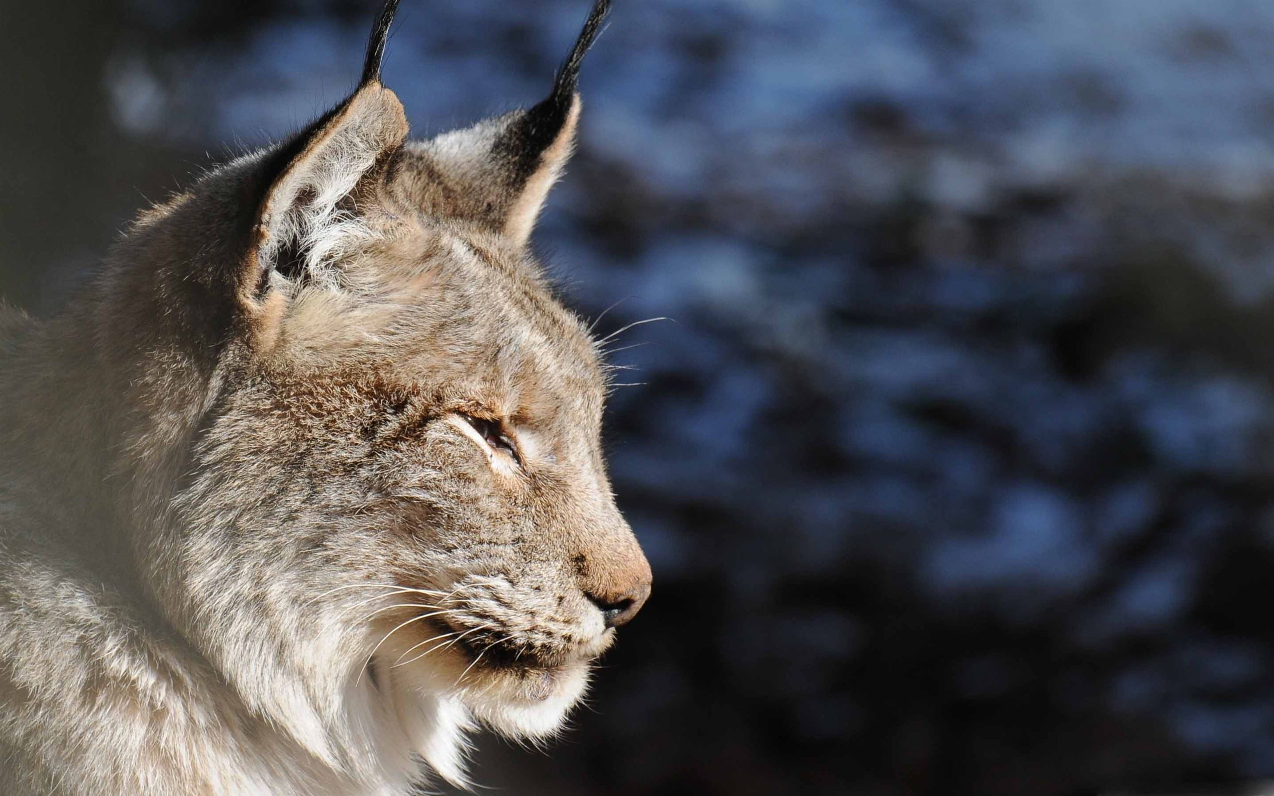 Lynx Profile Mac Wallpaper Download