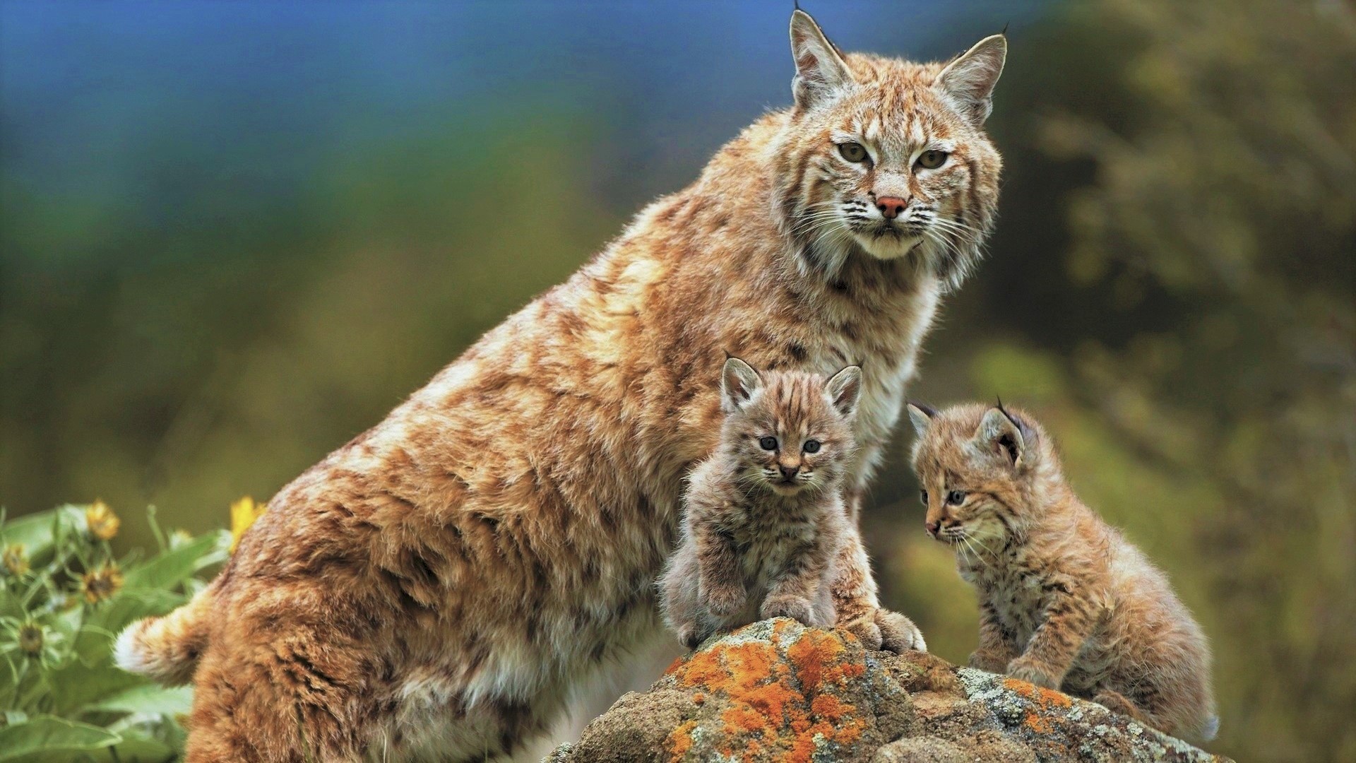 Lynx Mother and Her Babies HD Wallpaper