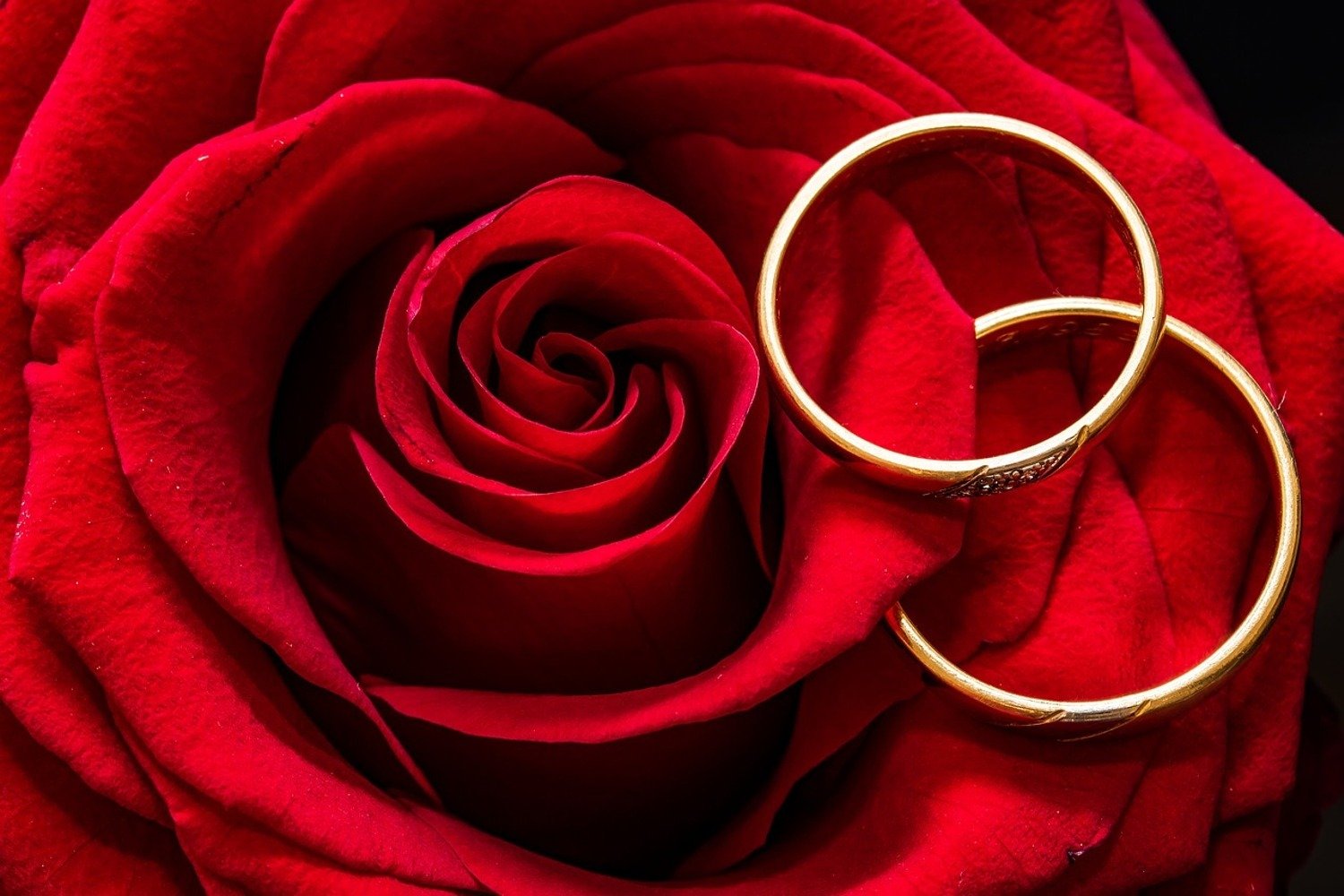 Rings And Roses Wallpapers - Wallpaper Cave