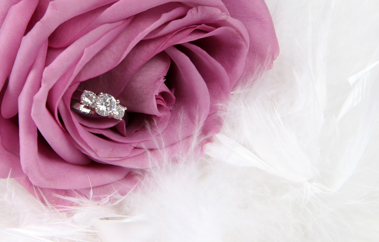 Wallpaper flower, rose, ring, rose, flower, ring image for desktop, section стиль