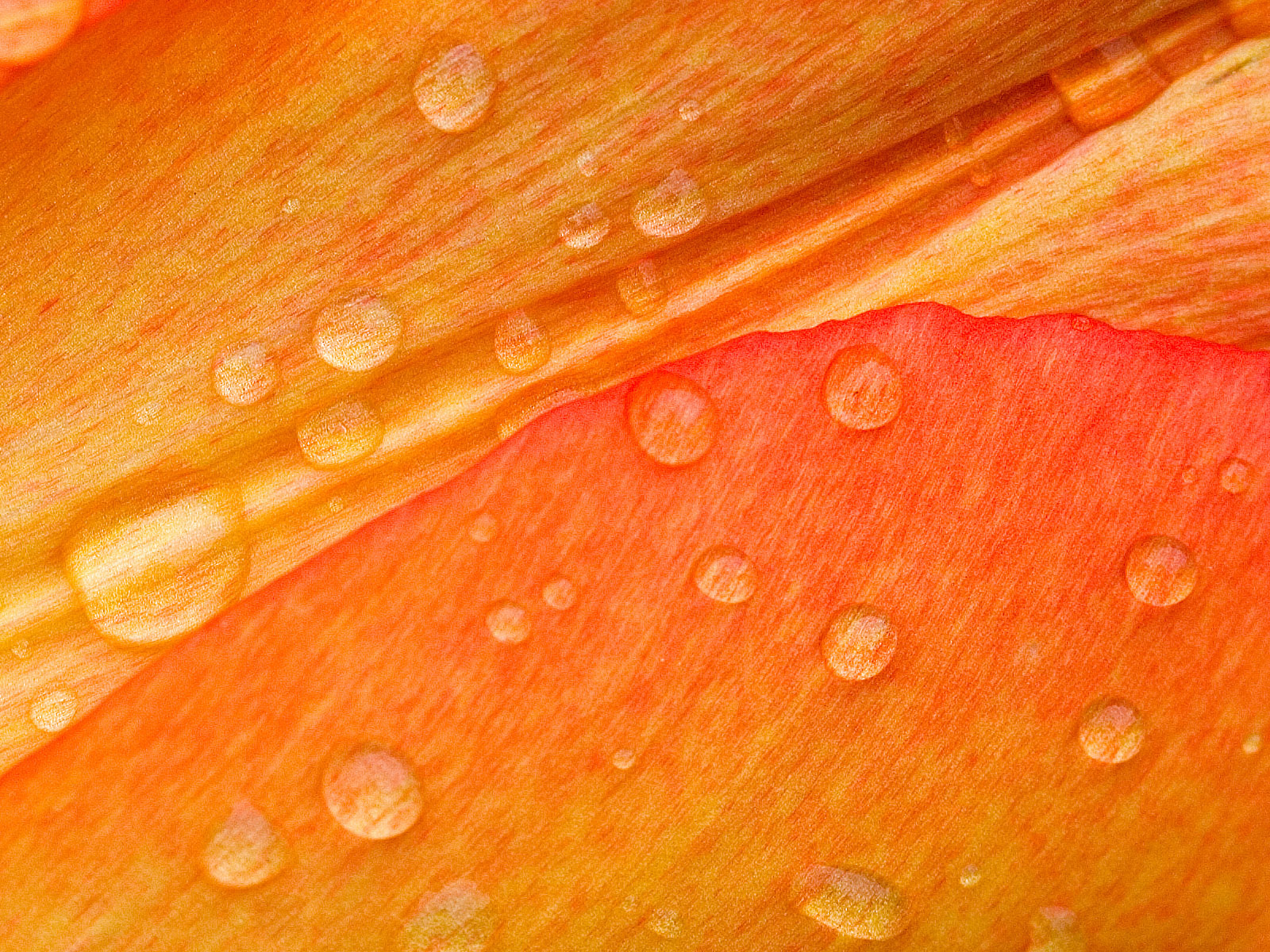 Orange Wallpaper Background