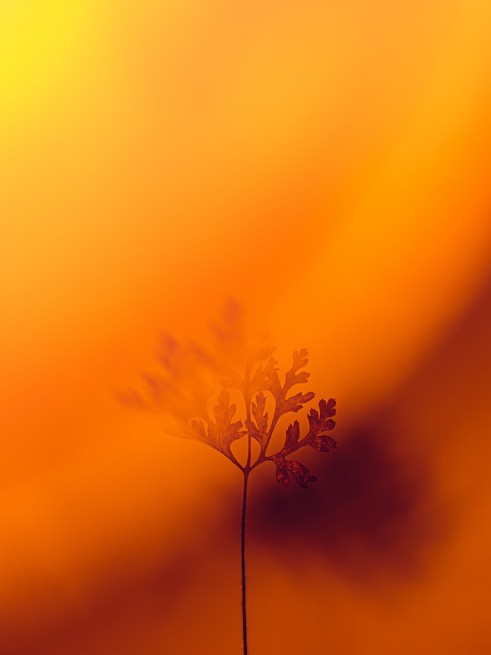 1K+ Orange Color Picture. Download Free Image