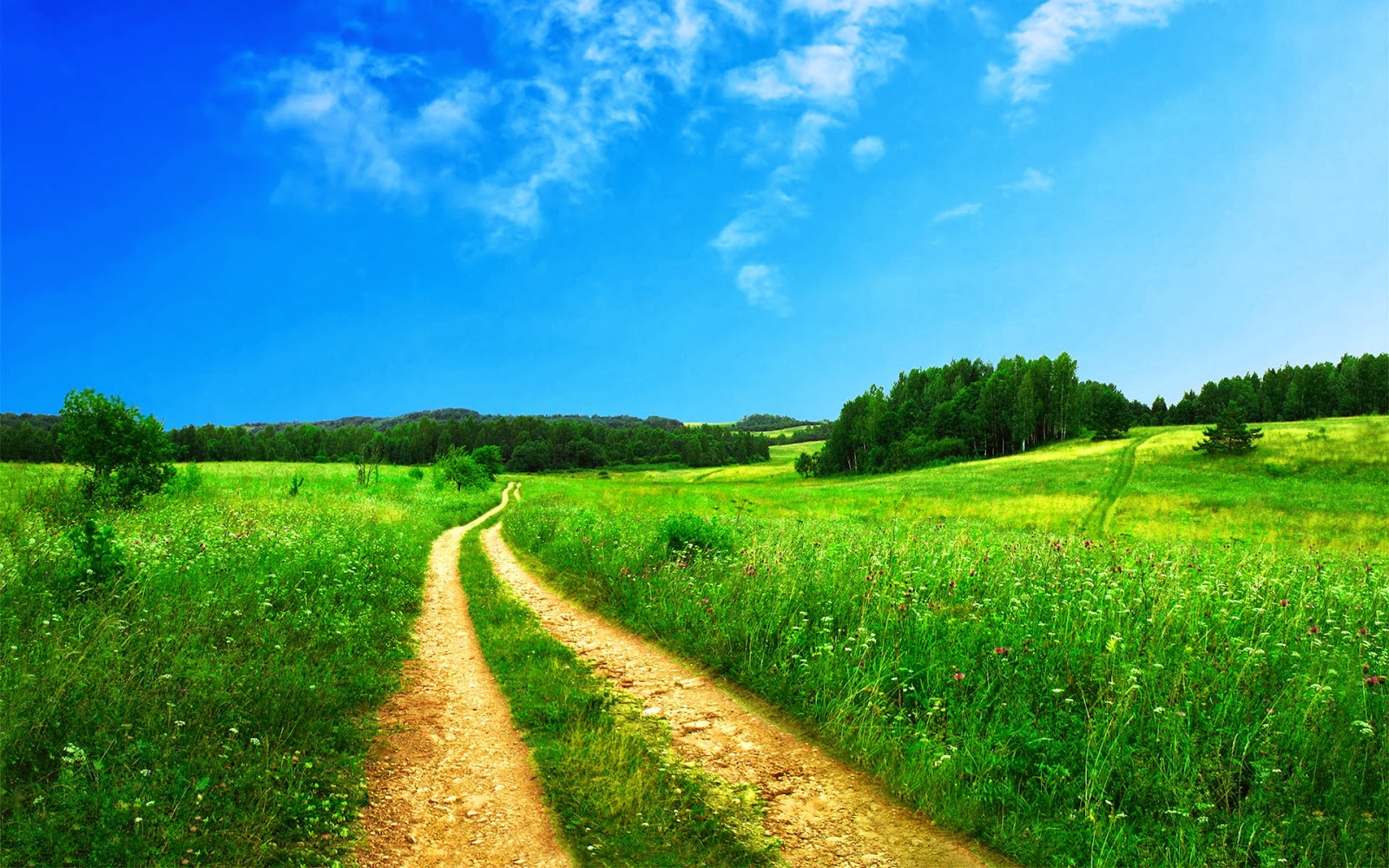 Nature Image Wallpaper: Natural Path Green Grass Natural Place Background Wallpaper