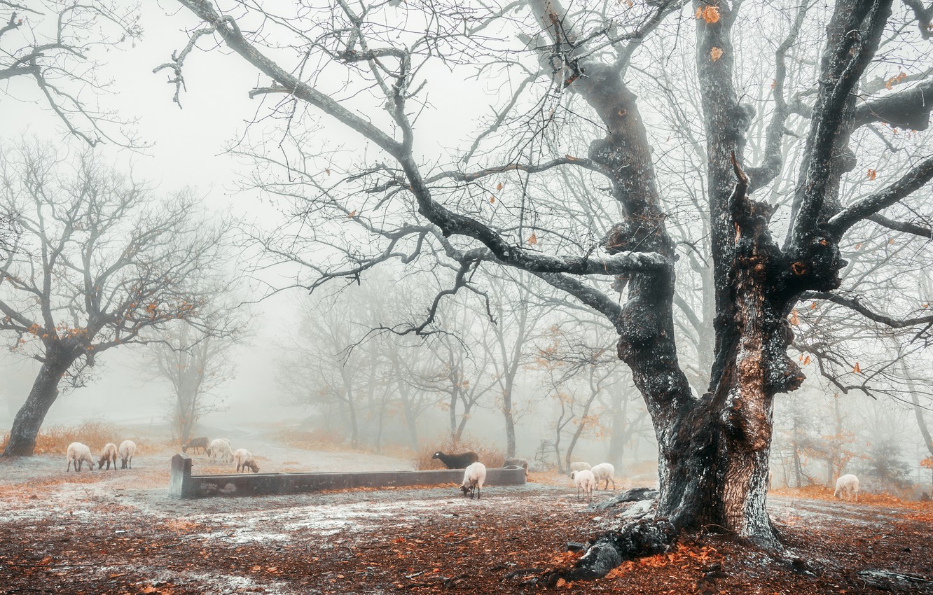 Wallpaper winter, autumn, forest, snow, fog, sheep, late autumn image for desktop, section пейзажи
