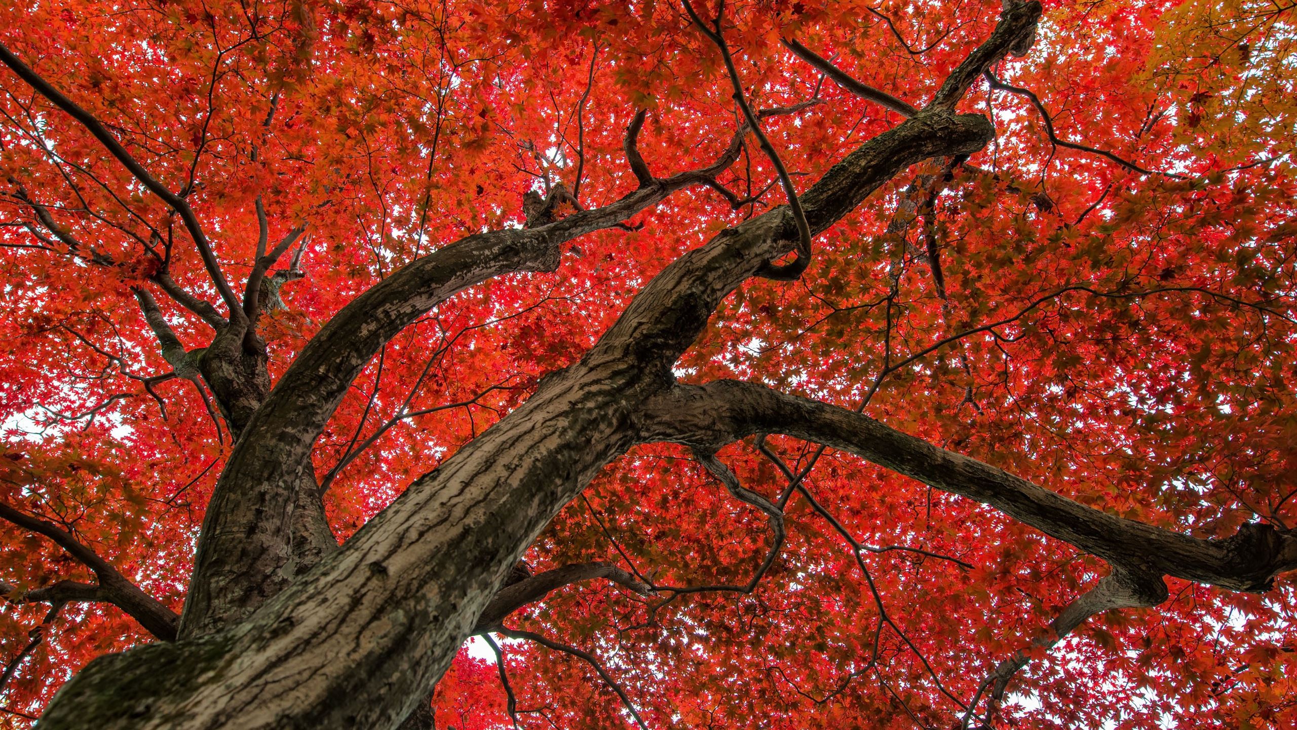 Japanese Maple Late Autumn Scene MacBook Air Wallpaper Download