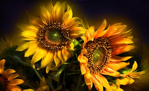 Nature Flowers Still Life Bouquets Sunflowers Seed Petals Yellow Thanksgiving Seasonal Yellow Color Soft Contrast Desktop Background Wallpaper