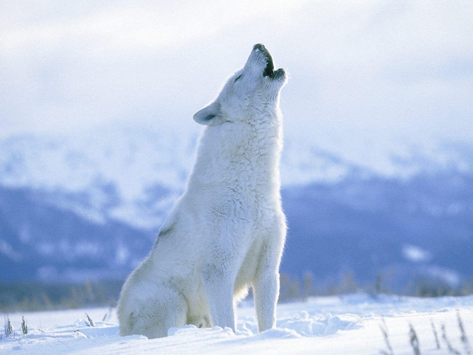 Arctic Wolf Wallpaper Brothersoftdotcom. Howling For Justice