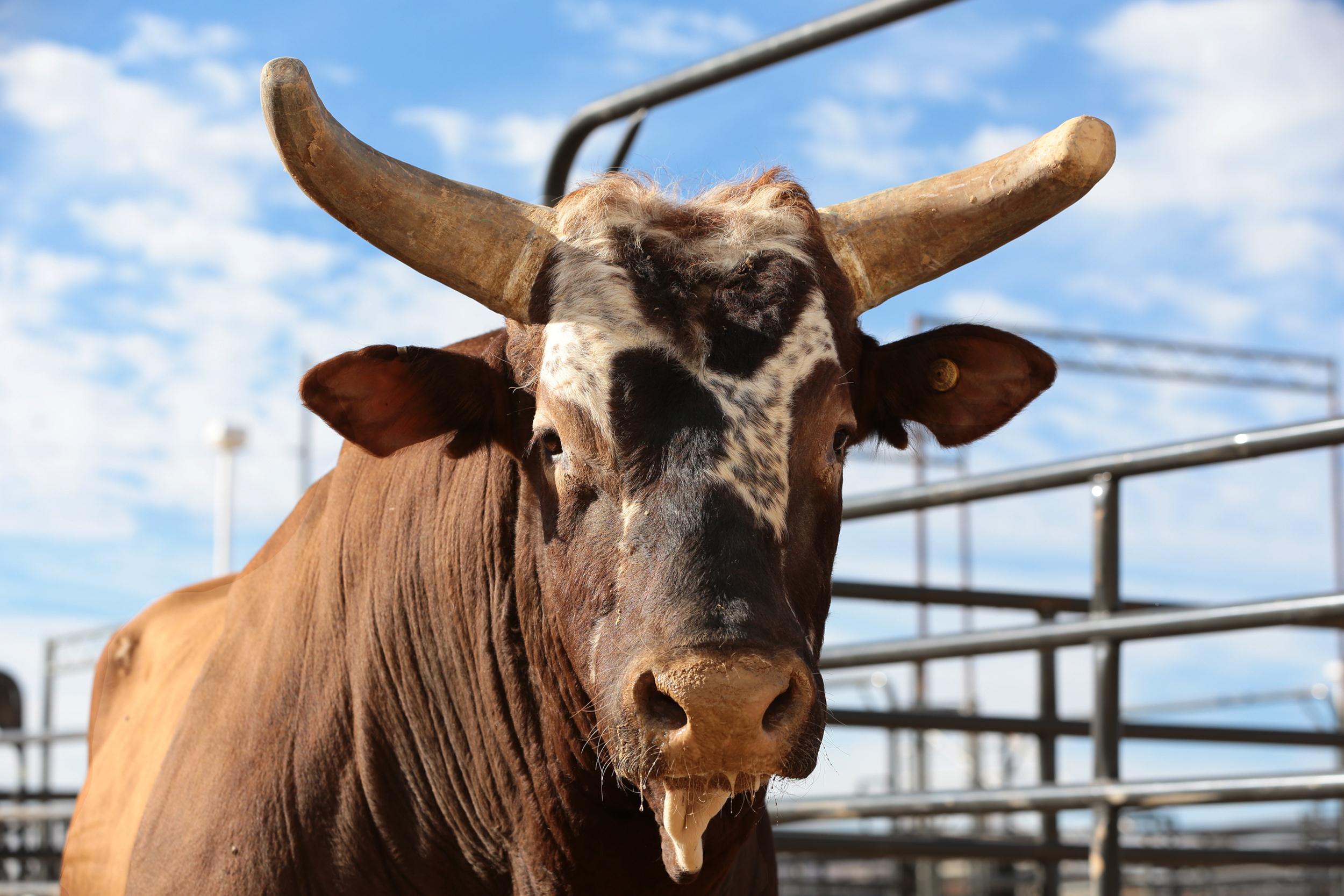 Two Tons of Grit and Muscle: Celebrity Bulls Steal Spotlight