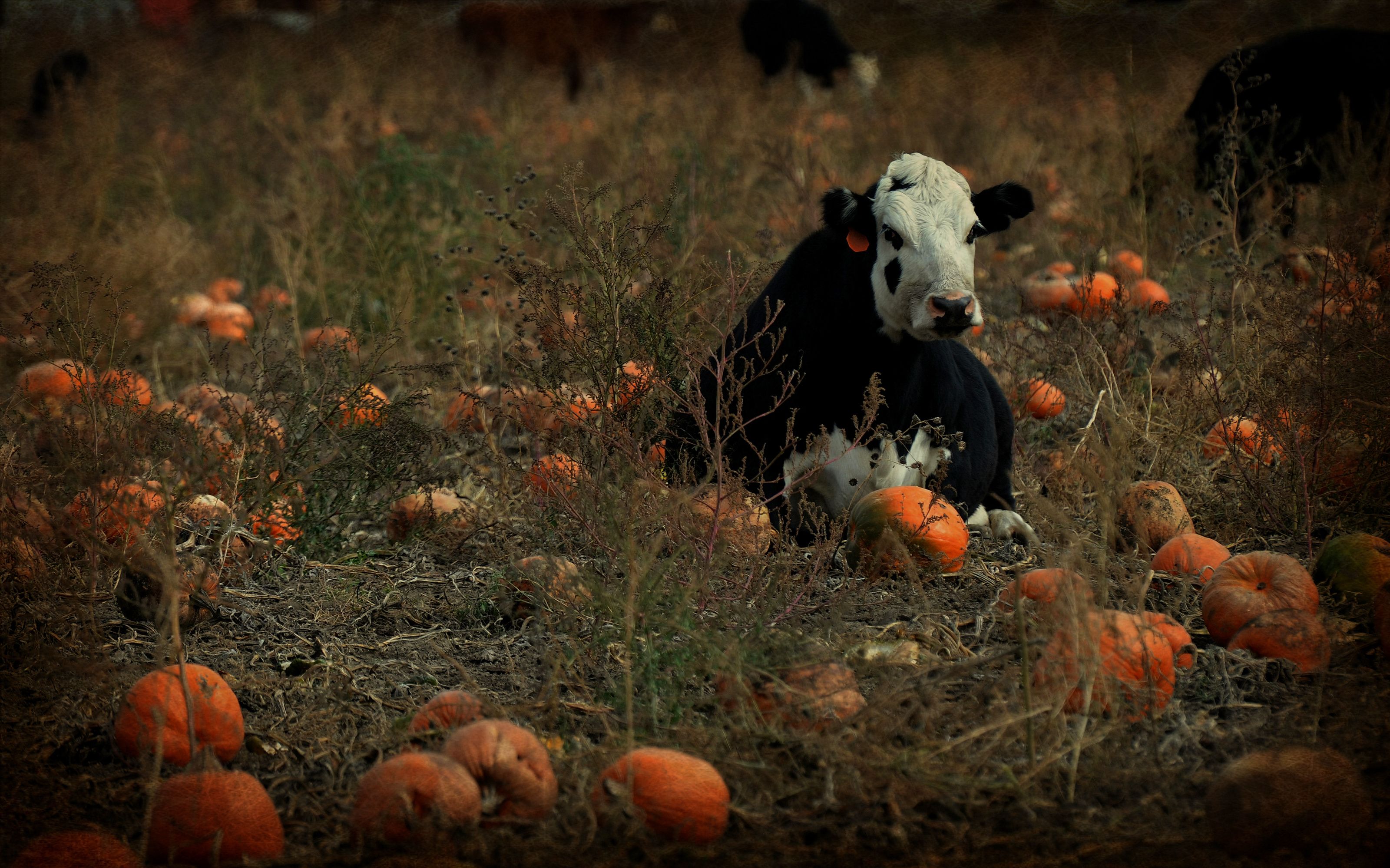 Cow In Pumpkin Patch by 0930_23 Desktop Wallpaper. Pumpkin patch, Wallpaper, Pumpkin