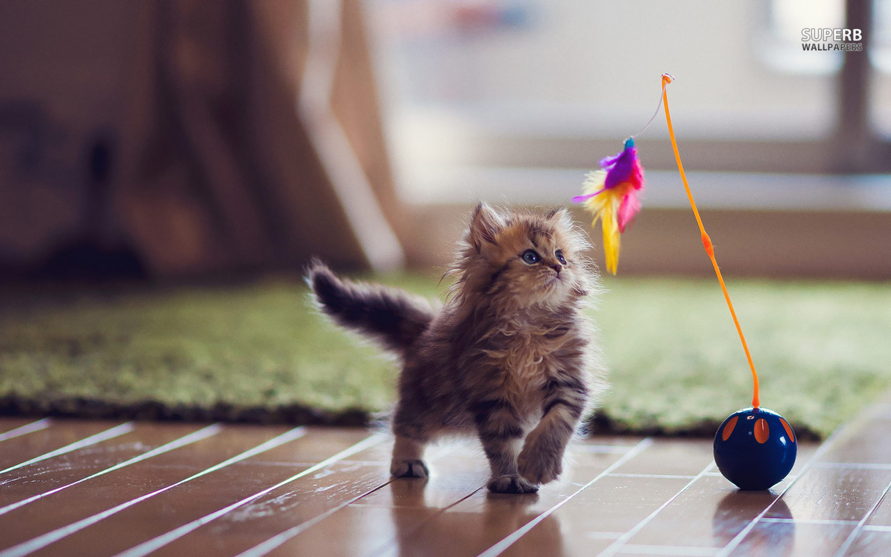 Kitten Playing With A Toy