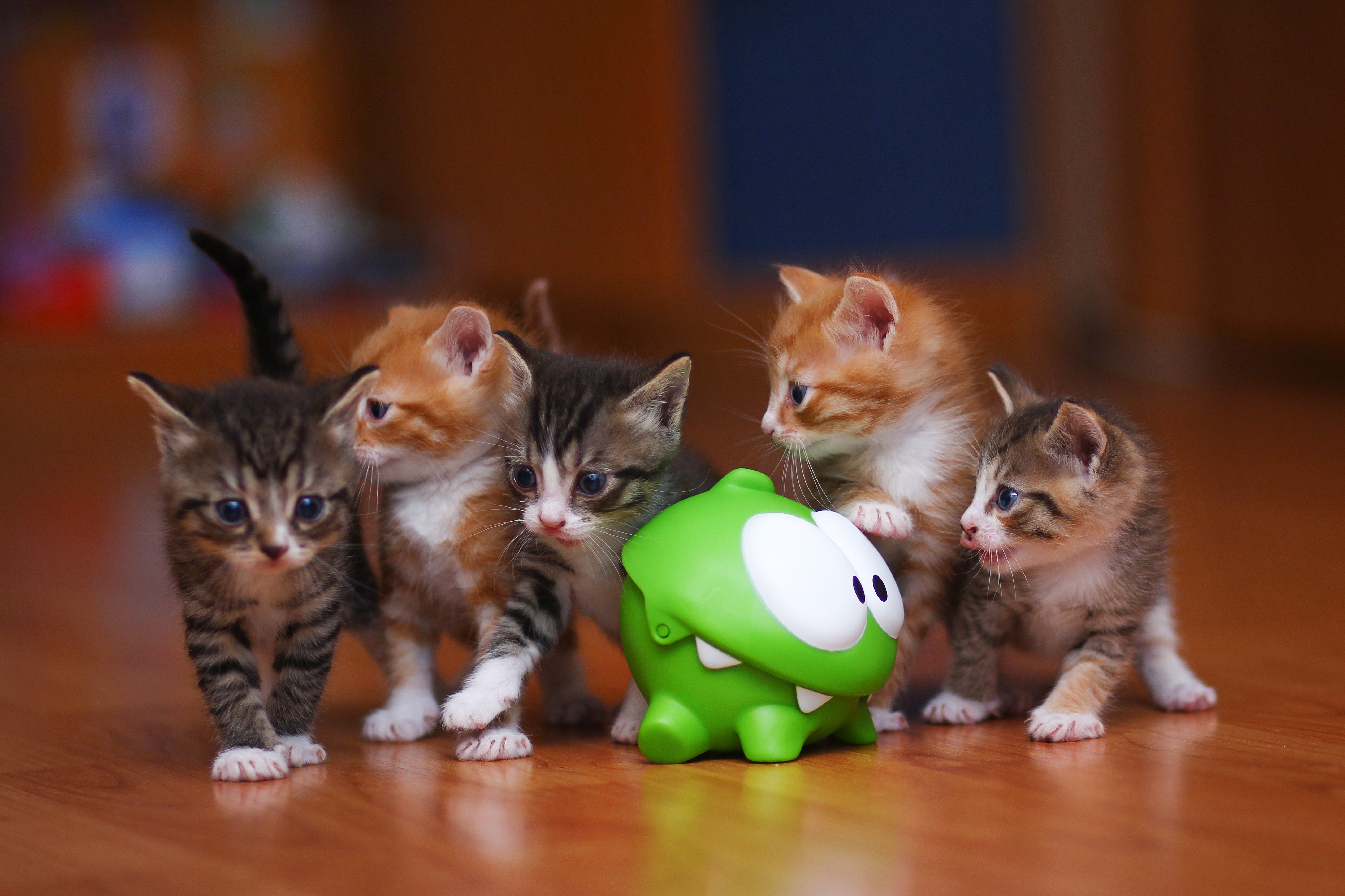 Wallpaper, kittens, whiskers, Toy, om nom, kitten, vertebrate, cat like mammal, small to medium sized cats 5069x3379