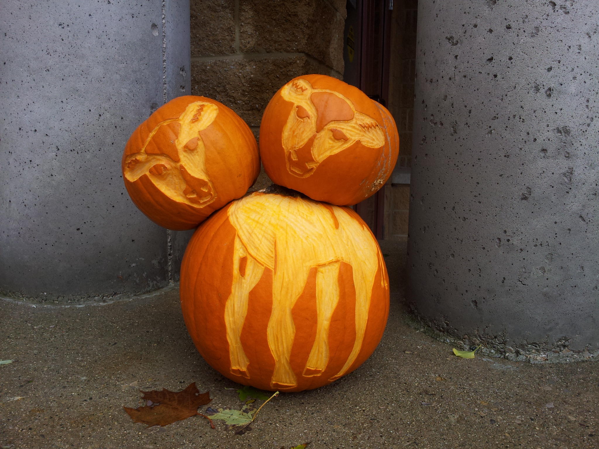 Huron County Museum & Historic Gaol Headed Cow Pumpkin! #BOOseums