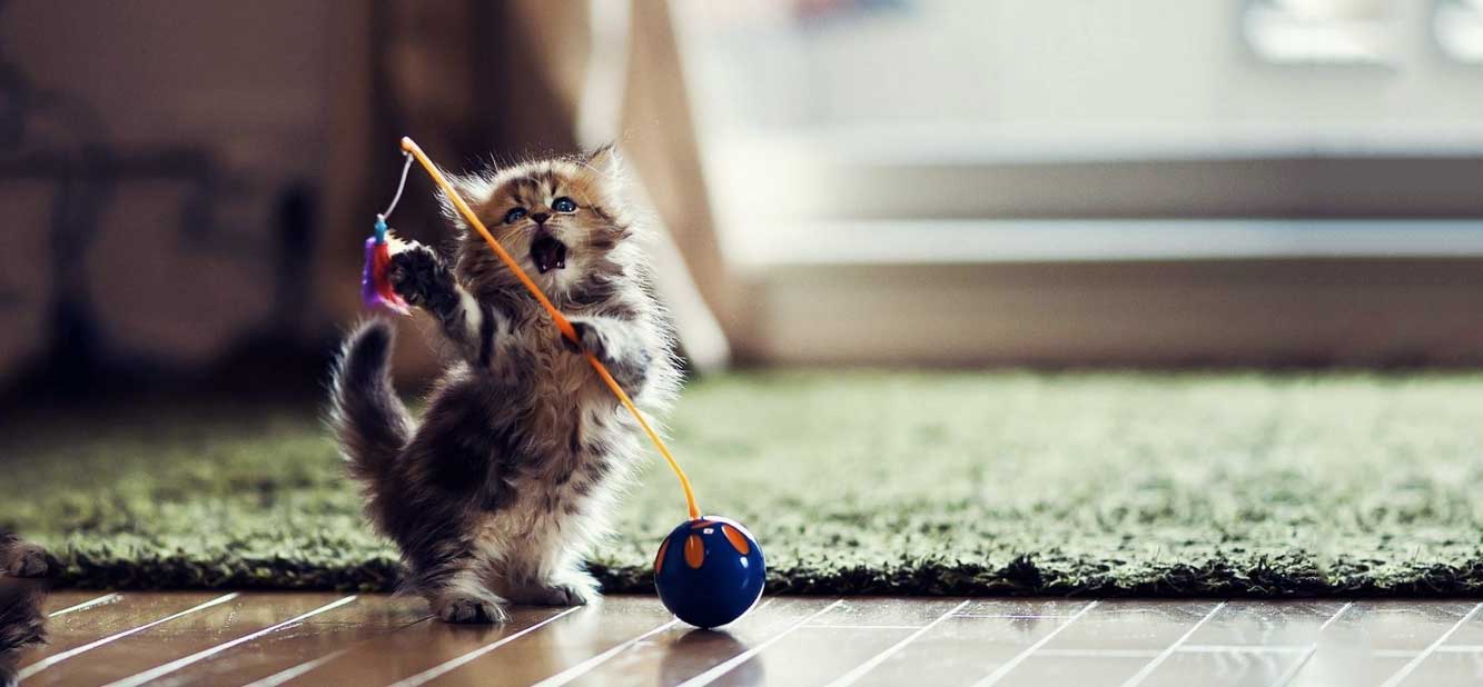 Cat Toy Wallpapers - Wallpaper Cave