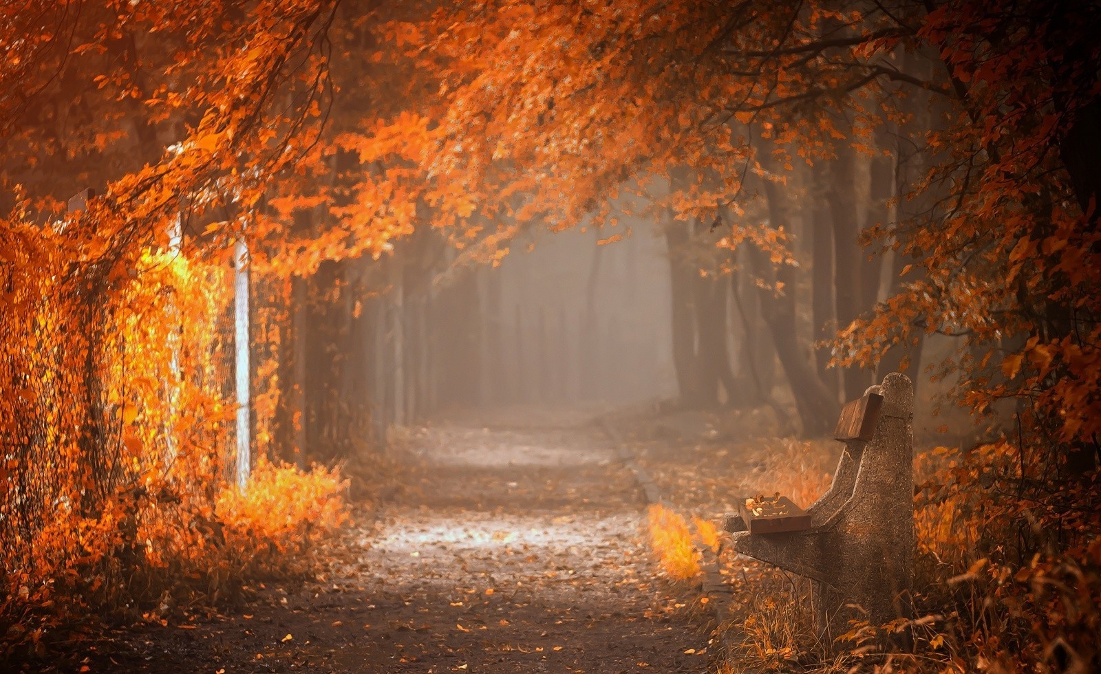 fall, Bench, Mist, Leaves, Trees, Path, Yellow, Orange, Nature, Landscape, Dirt Road Wallpaper HD / Desktop and Mobile Background