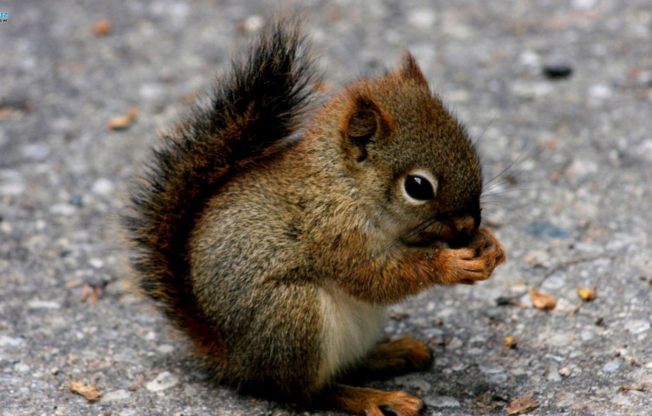 Baby Chipmunk Wallpaper