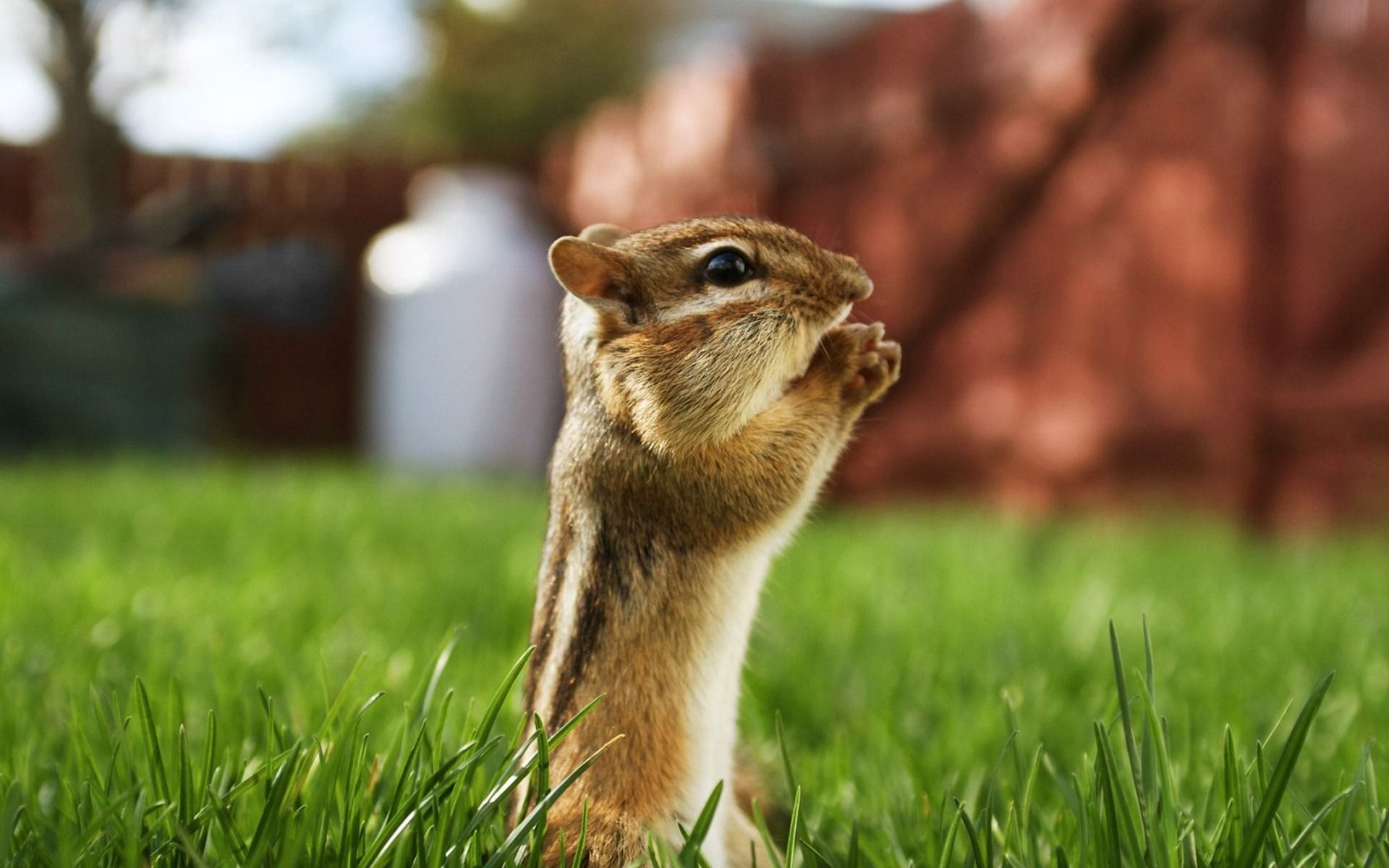 Baby Chipmunk Wallpaper