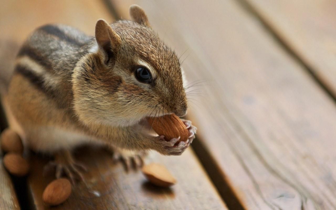 cute chipmunk Image. Cute animals, Cute baby animals, Baby animals
