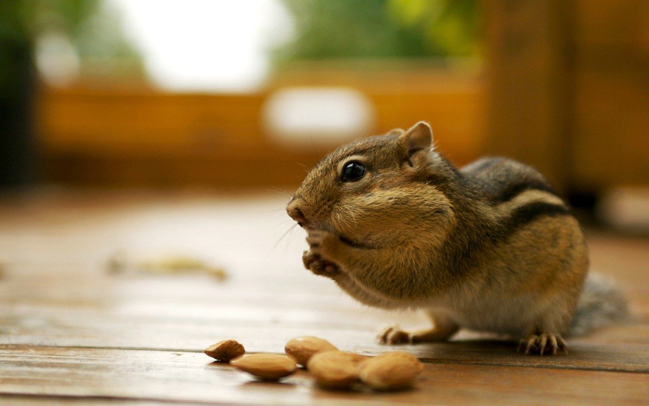 Chipmunks Wallpaper. Squirrel, Chipmunks, Animal facts