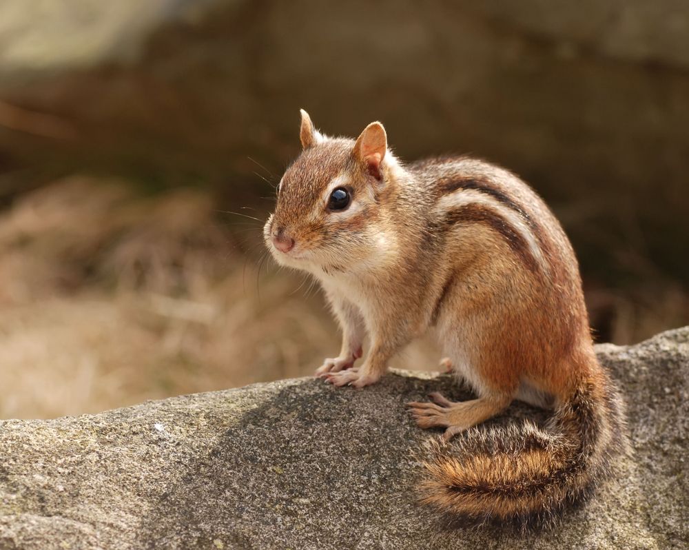 Squirrel Wallpaper Wallpaper HD. Chipmunks, Animal facts, Cute squirrel