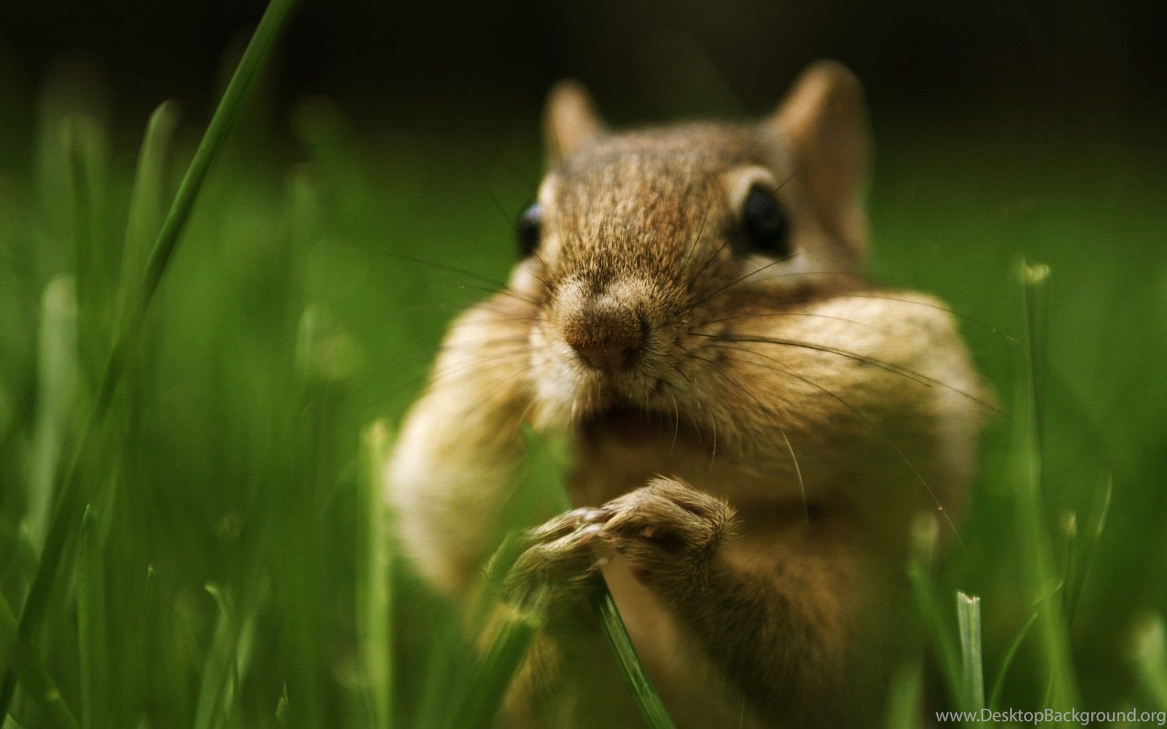 Baby Chipmunk Wallpaper. Desktop Background