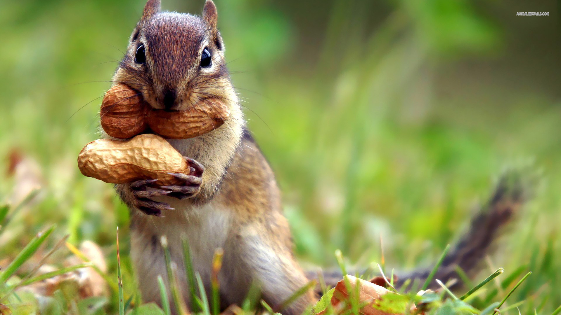 Chipmunk wallpaperx1080