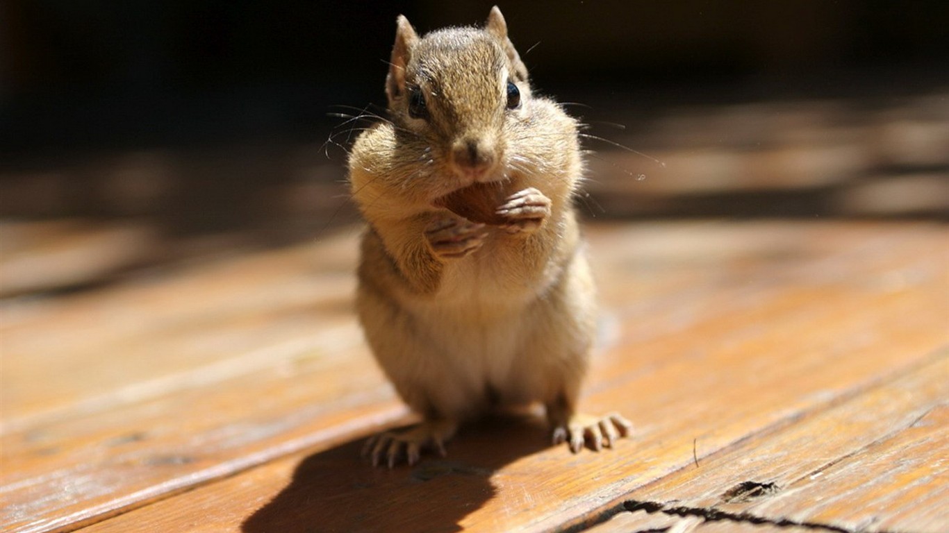 Cute Chipmunk Wallpaper - +cute Animal