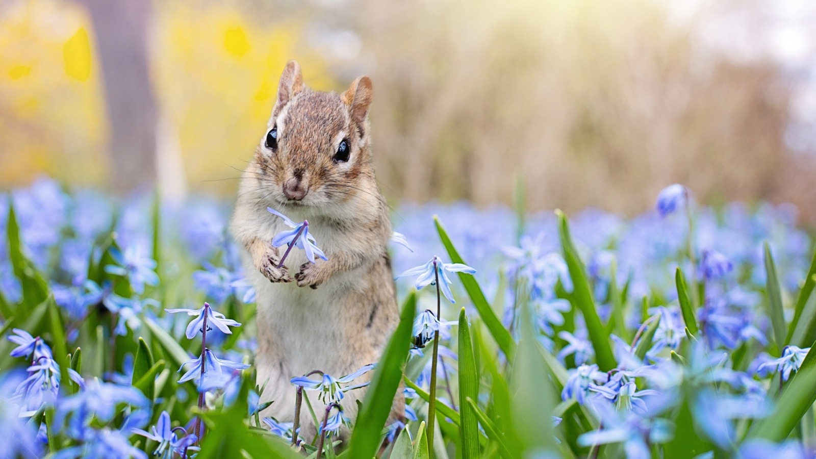 Chipmunk