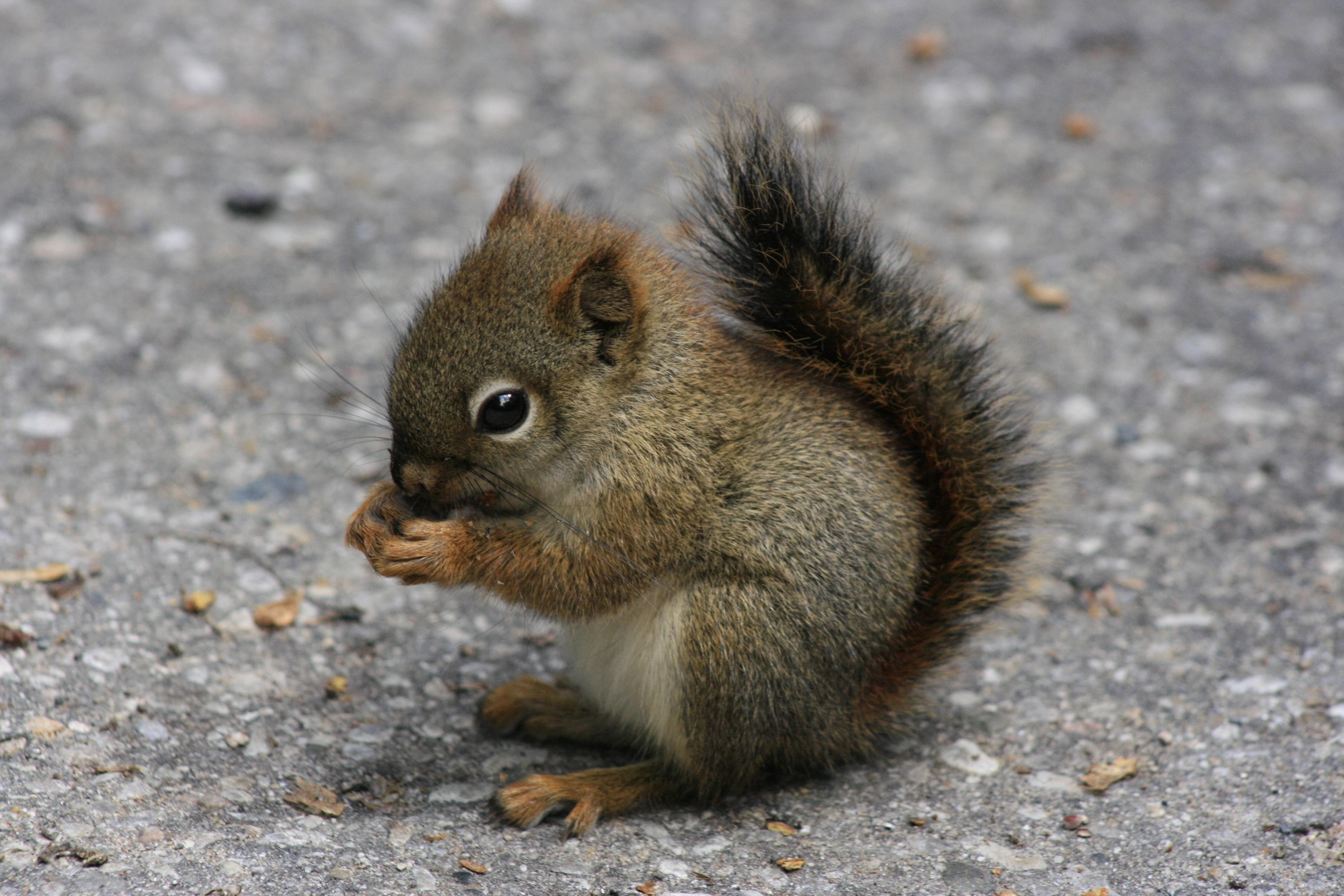 gerbil HD wallpaper, Background
