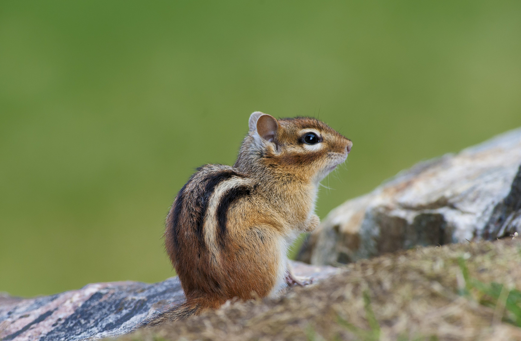 Chipmunk Twitch